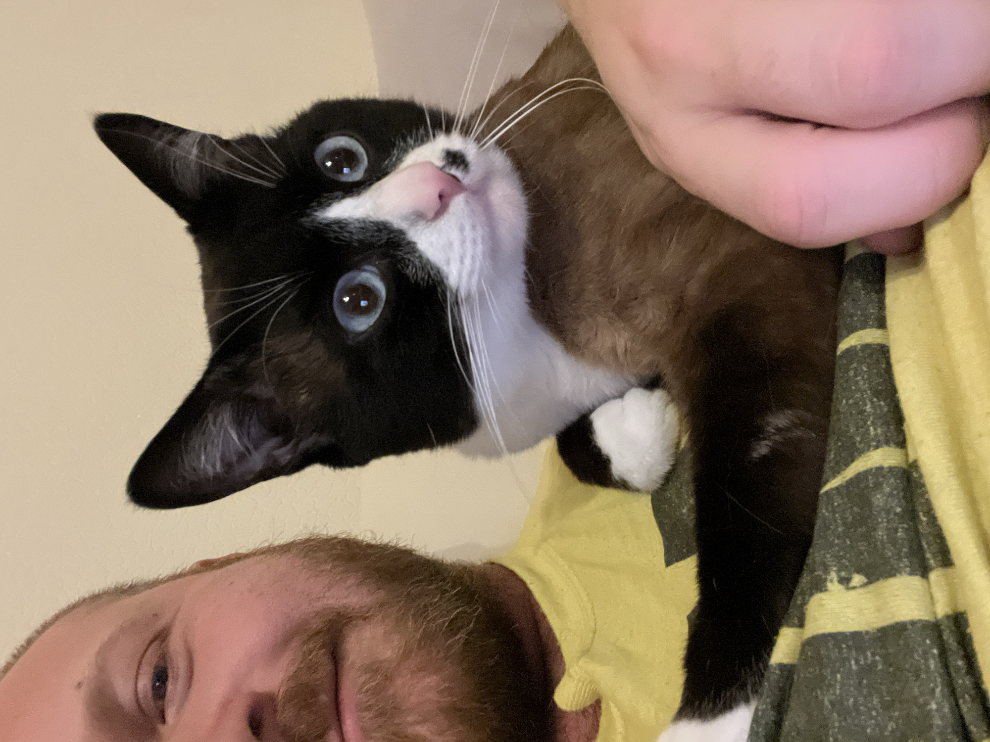 A close-up, slightly tilted shot depicts a man holding a black and white cat. The man has fair skin, a reddish beard, and is wearing a yellow shirt with a dark green and yellow stripe pattern. The cat has striking blue eyes, a black and white coat with a pink nose, and white paws. The background is a plain, off-white wall.
The location is not mentioned in the image or visible from the image, so can not be determined.