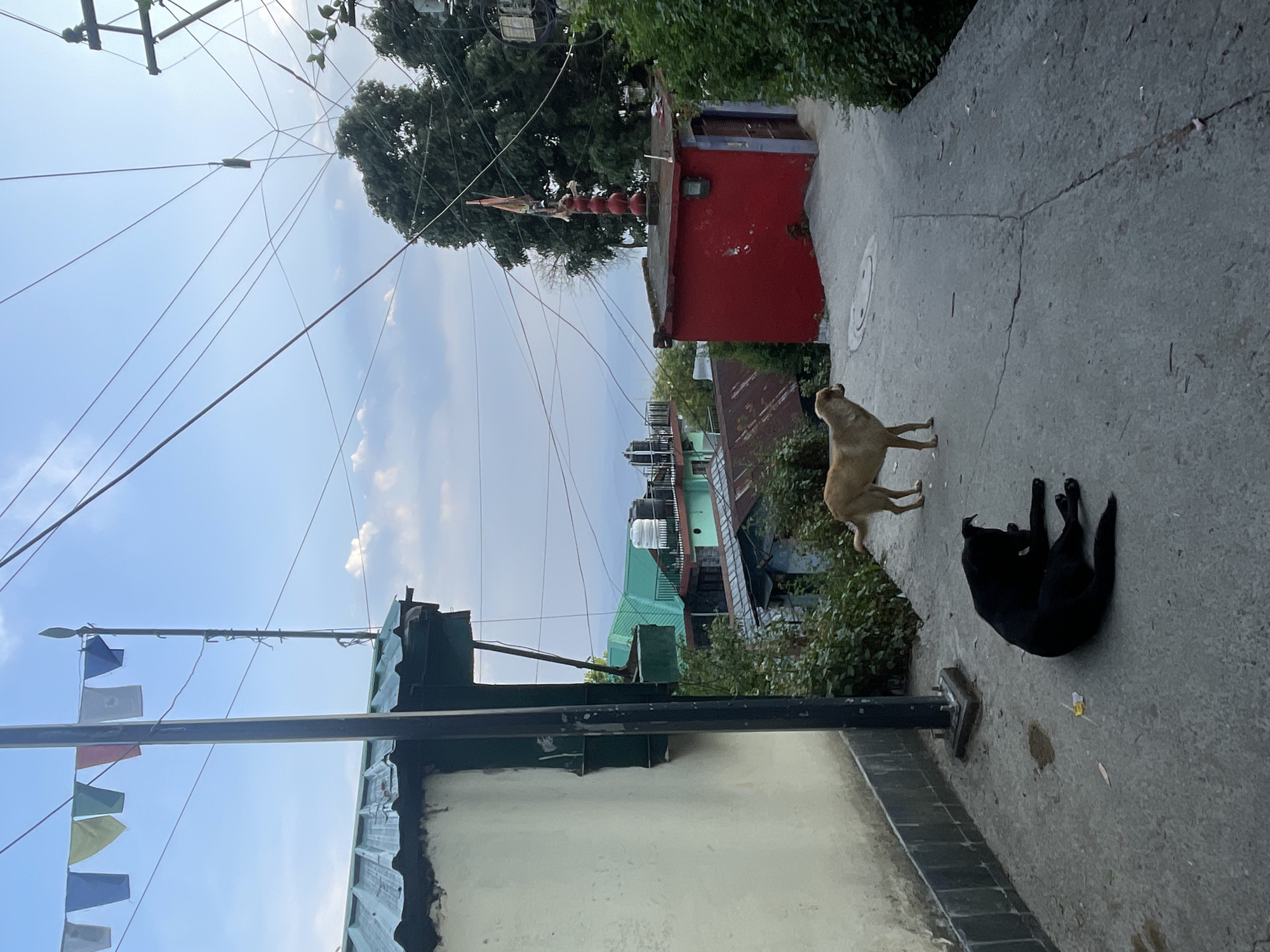 The image captures a street scene in Dharamshala, India. The view is skewed upwards, with a portion of a building's roofline and a light pole with prayer flags in the foreground. Above this, the sky is visible, with some clouds. Power lines intersect the sky.
A red building with a tiered religious ornament on top stands to the right. Further down the street, a partially visible building is painted green.
Two dogs are on the pavement. One is a light tan color, standing and facing towards the red building. The other is black, lying on its back with its legs in the air. The environment includes a concrete street with greenery visible on either side.