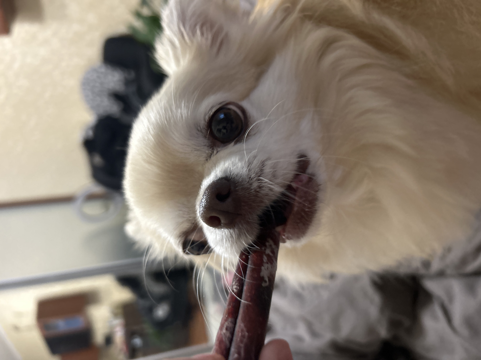 In the city of Moskovskiy, Russia, a close-up shot captures a long-haired chihuahua dog chewing on a dried meat treat. The dog, with light cream-colored fur, is positioned centrally in the frame. Its snout, dark brown nose, and dark eyes are clearly visible as it gnaws on the treat. A human hand, partially visible on the left, holds the treat for the dog. The background is blurred, suggesting an indoor setting with furniture and possibly other objects. The focus is entirely on the dog and its interaction with the treat.
