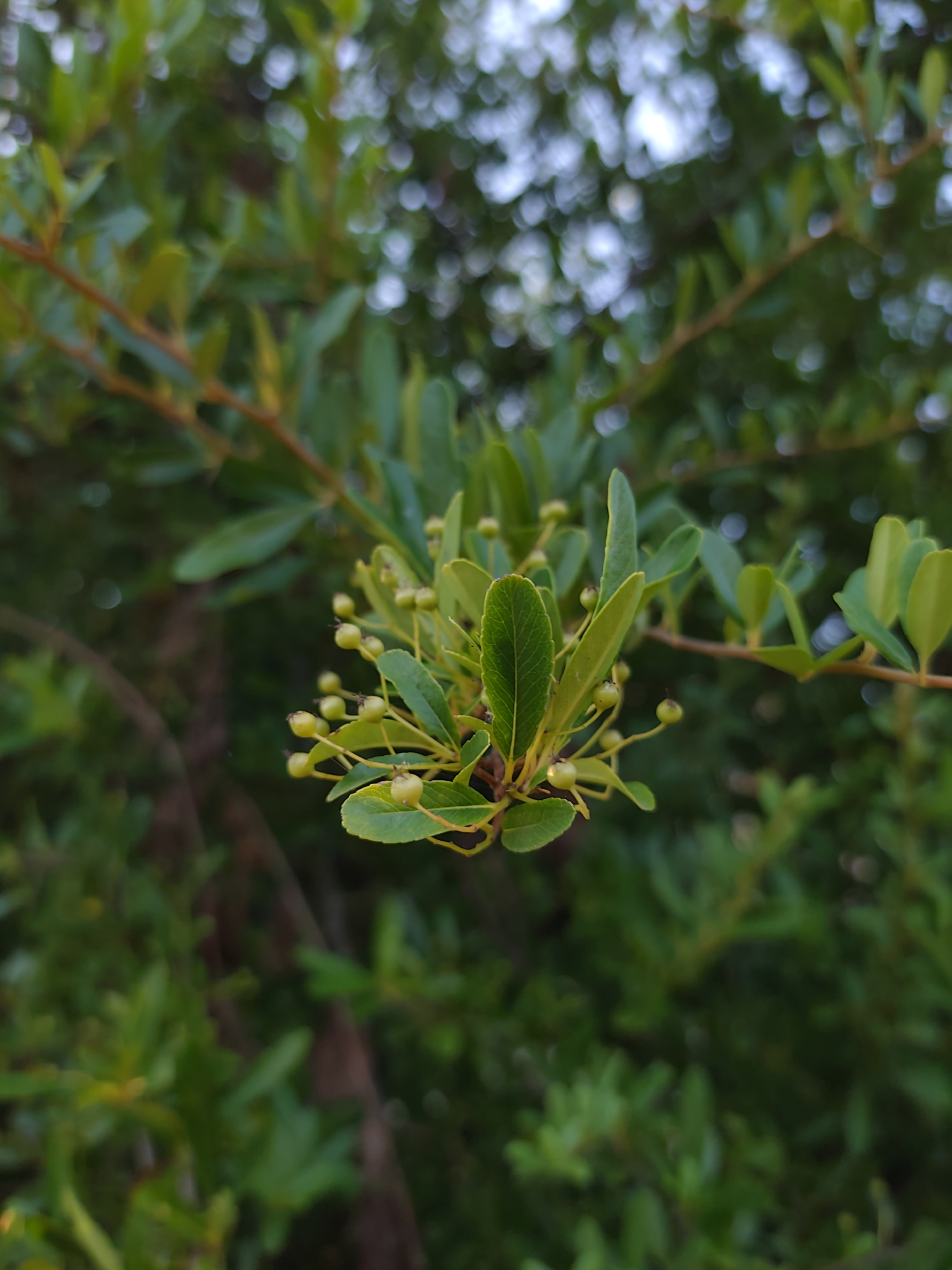 A close-up, eye-level, vertical shot shows a sprig of green leaves and small, light green buds on a thin branch. The branch extends from the left side of the frame towards the right. The leaves are oval-shaped with serrated edges, and a prominent central vein. The buds are clustered together and appear to be developing. The background consists of blurred green foliage and some out-of-focus white circles, suggesting a bright, dappled light filtering through. The image depicts a detail of a plant in a natural outdoor setting, possibly a garden or park in Sochi, Russia, given the context provided. There are no people or discernible human activity visible. The lighting suggests it is daytime.