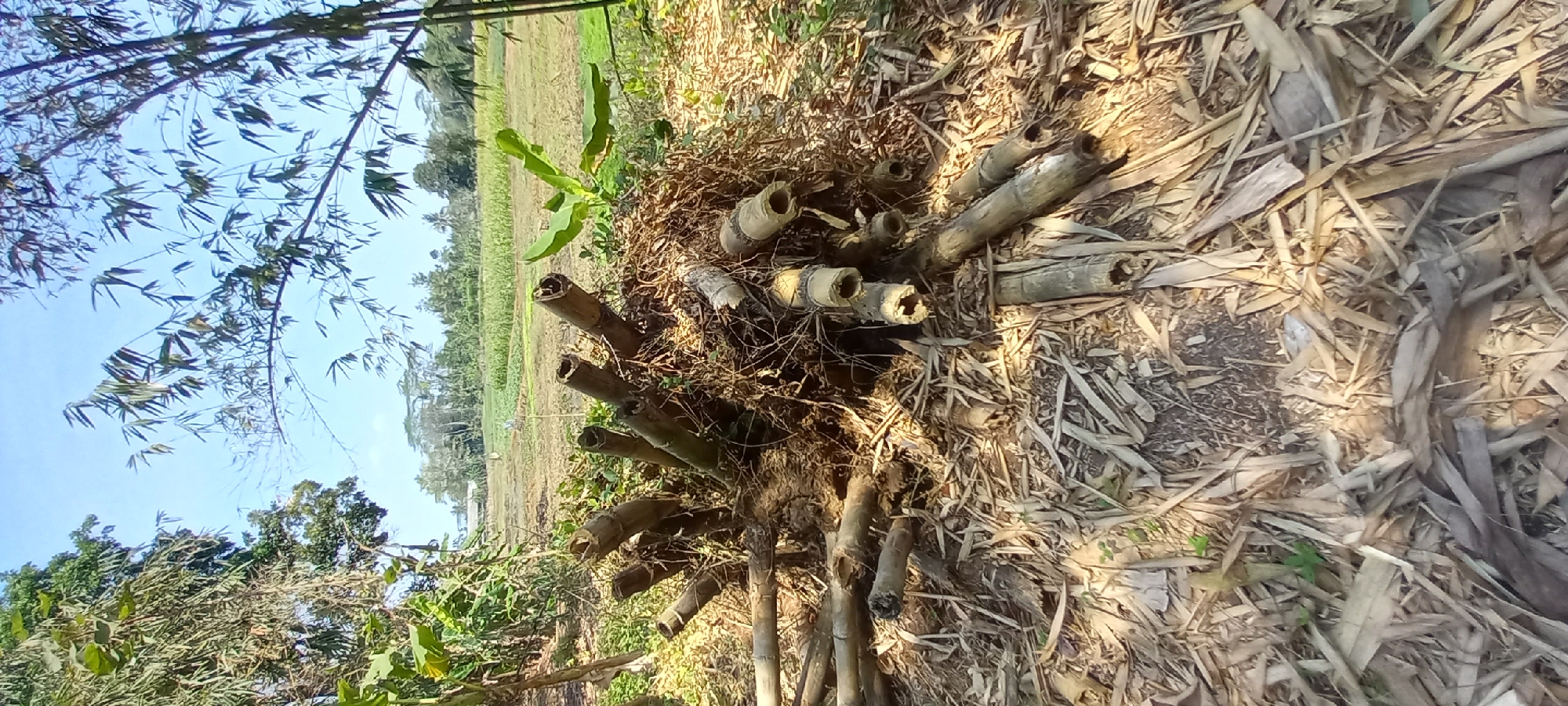 This is a medium-shot, eye-level, vertical outdoor photograph taken in Sidamulya, Indonesia. The scene depicts a pile of cut bamboo stalks and debris on the ground, with a rural landscape in the background. The bamboo is dry and scattered, with some stalks appearing hollow and broken. The ground is covered in dry leaves and dirt. In the background, a field of green crops is visible under a clear blue sky, with trees and buildings in the distance. The lighting suggests it is daytime with bright sunlight. There are no people visible in the image.