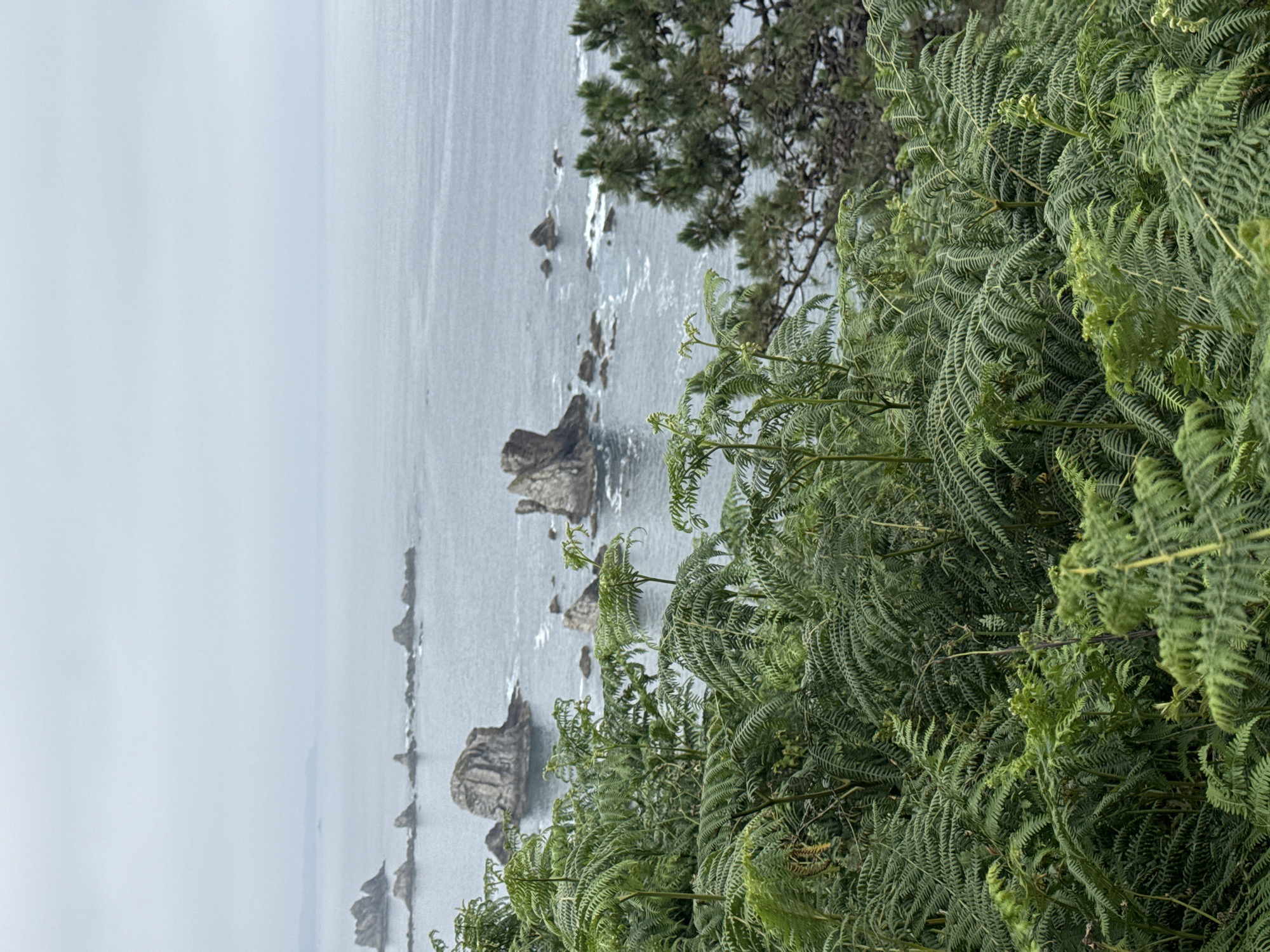 The image depicts a rocky coastline with numerous sea stacks rising from the water. The ocean appears calm and slightly choppy, with overcast skies suggesting a cloudy or foggy day. Lush green ferns dominate the foreground, their fronds unfurling and creating a dense canopy. Some smaller trees with dark green foliage are also visible behind the ferns. The overall scene conveys a sense of natural beauty and ruggedness, characteristic of a coastal environment. The lighting suggests it could be daytime, but the overcast sky creates a muted, perhaps somber or serene, atmosphere. There is no visible text in the image.