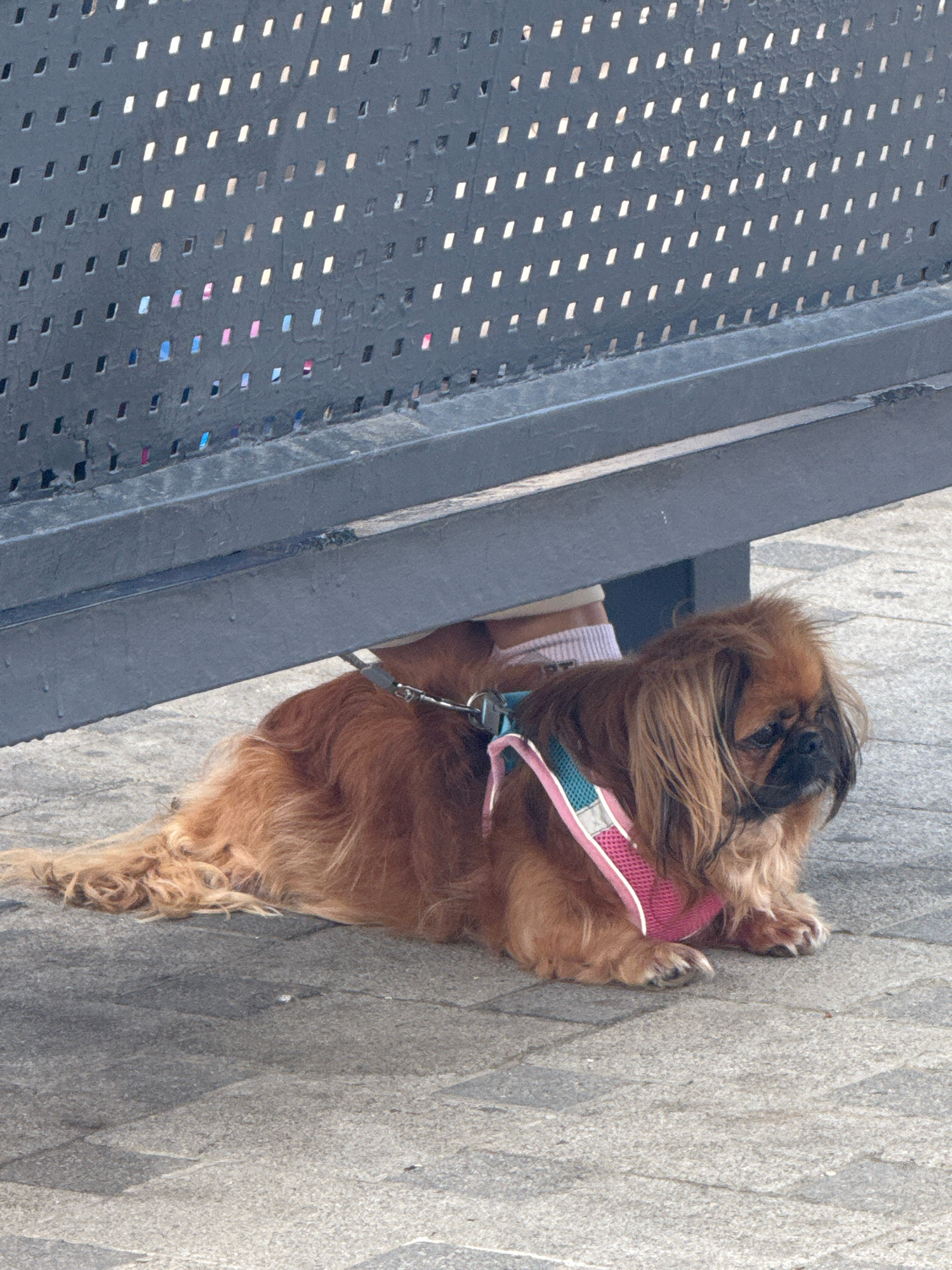 A small, brown, long-haired dog is lying on a grey paved surface, partially under a dark metal bench. The dog is wearing a pink and blue harness. The bench has a perforated design with oblong holes, and through some of the holes, colorful objects, possibly clothing, are visible. The lighting suggests it is daytime. The location is an outdoor public space in Anapa, Russia.
