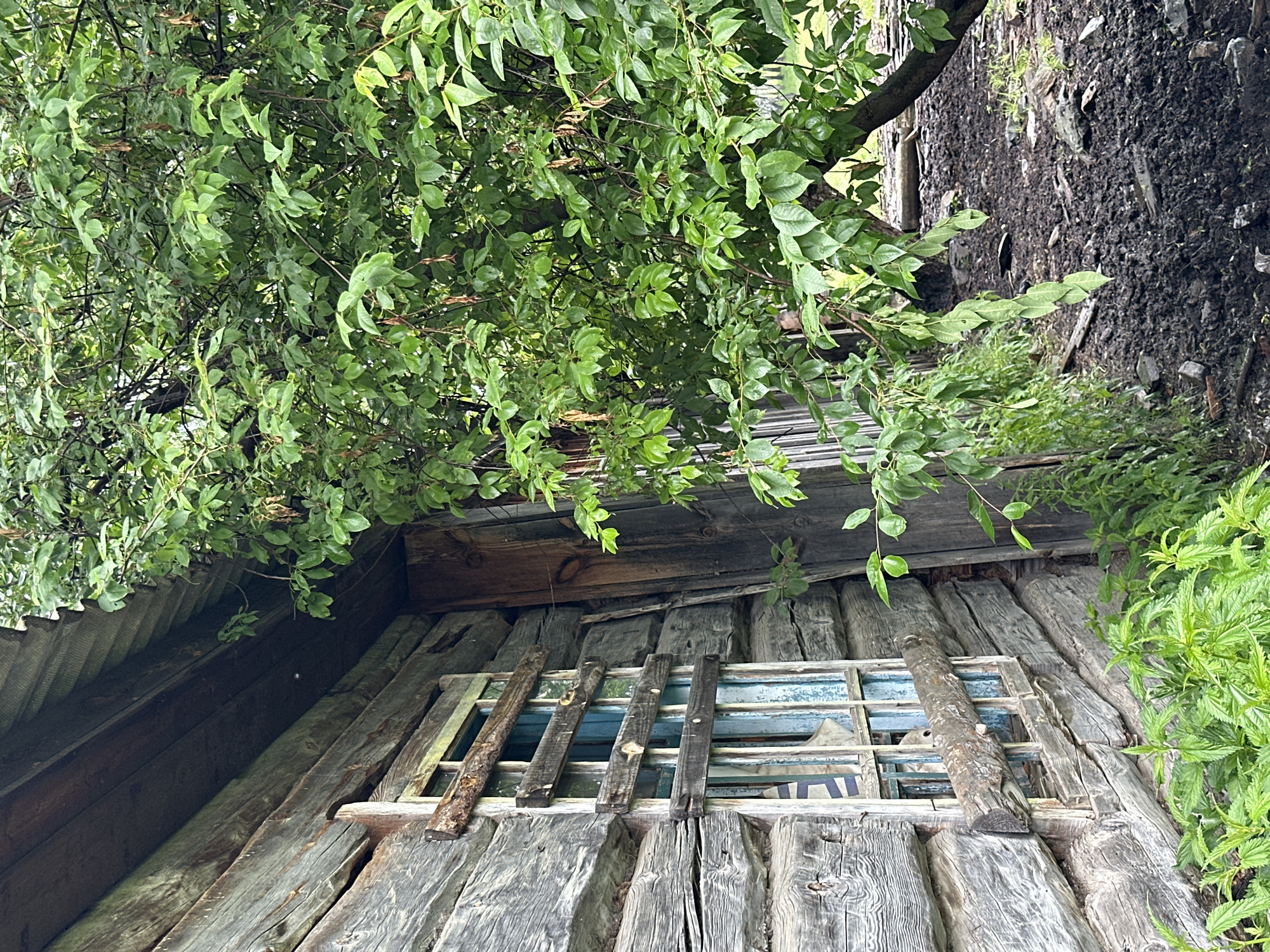 The image depicts the exterior of an old, weathered wooden log cabin in Abzakovo, Russia. The cabin features a dilapidated window covered with rough wooden planks, one of which is a large log positioned horizontally across the opening. The window itself has remnants of blue paint and a torn piece of fabric visible within. Adjacent to the cabin is a lush green tree with abundant foliage and some seed pods hanging from its branches. The ground around the cabin is muddy and covered with debris, including stones and discarded wood. The overall scene suggests a rural, possibly abandoned, location with signs of age and neglect.