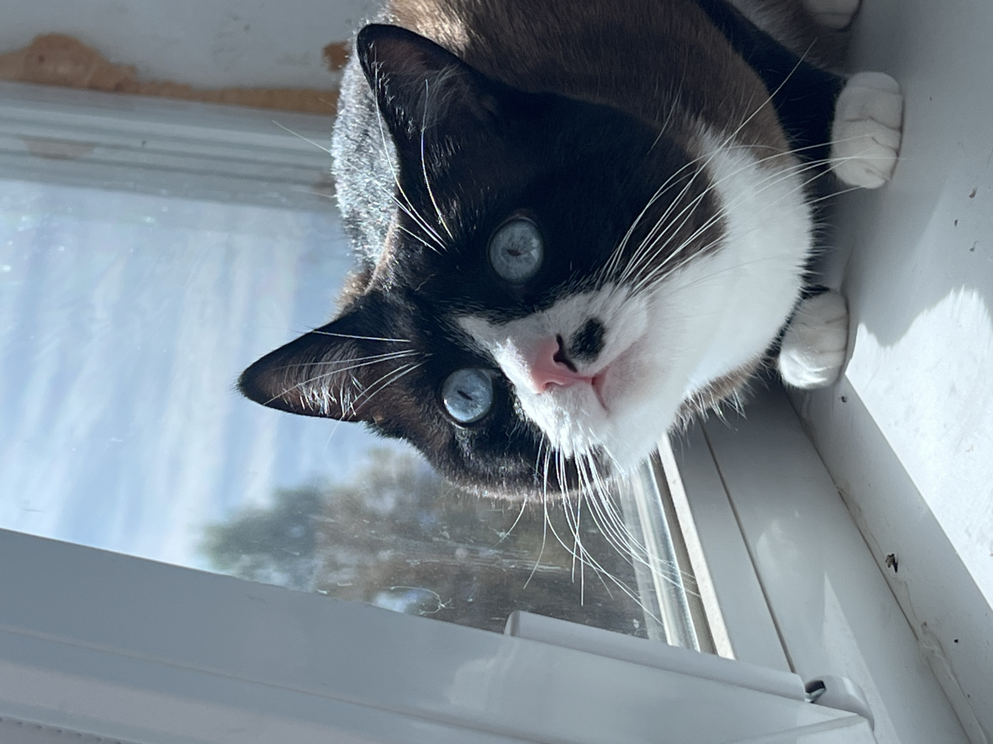 A close-up, eye-level shot shows a black and white cat with bright blue eyes and a pink nose looking up and to the left, with its face framed by white fur. The cat sits on a white windowsill, with sunlight casting shadows. In the background, a window reveals a blurry view of trees and a bright blue sky with scattered clouds. The scene appears to be indoors, likely in an apartment or house. There is no indication of the location being in Noviy, Russia.