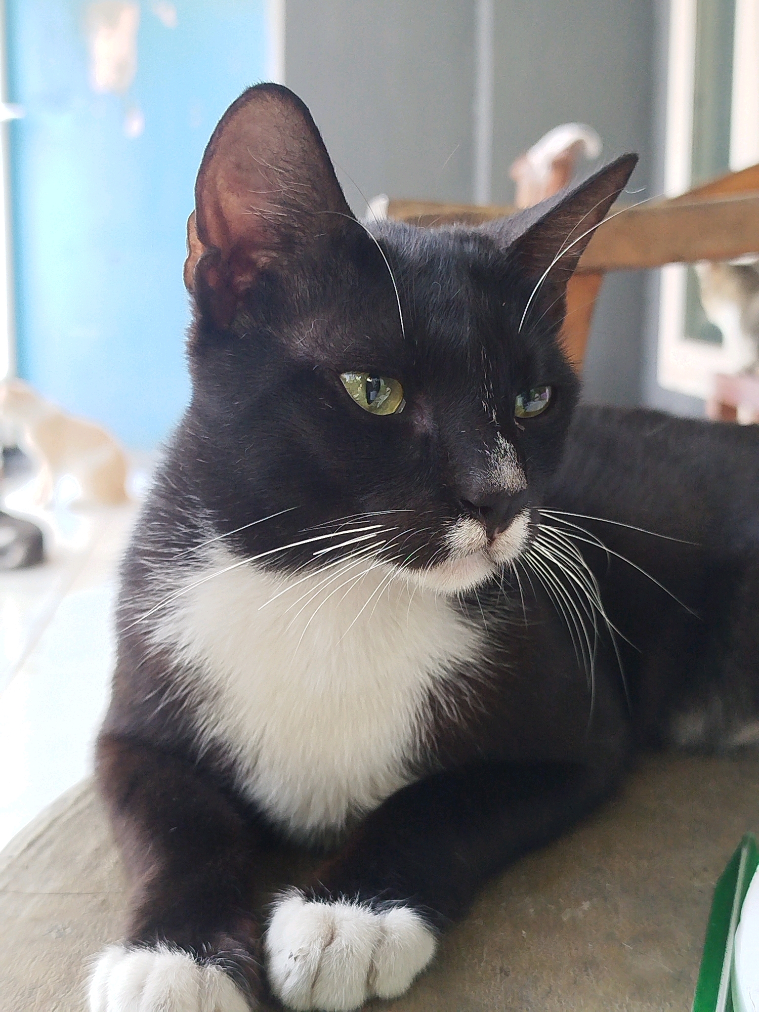 In Depok, Indonesia, a black and white tuxedo cat is the central subject of this medium shot photograph. The cat is lying down on a textured surface, possibly a chair or bench, with its front paws crossed. Its fur is predominantly black, with a striking white chest and white paws. The cat has bright green eyes, alert ears, and prominent white whiskers. The background is blurred, suggesting an outdoor or semi-outdoor setting. To the left of the cat, a blurry pale orange cat can be seen in the distance. Further back, there is a hint of a blue wall, possibly a window or painted surface. The overall lighting suggests it is daytime, and the focus is sharp on the main cat.