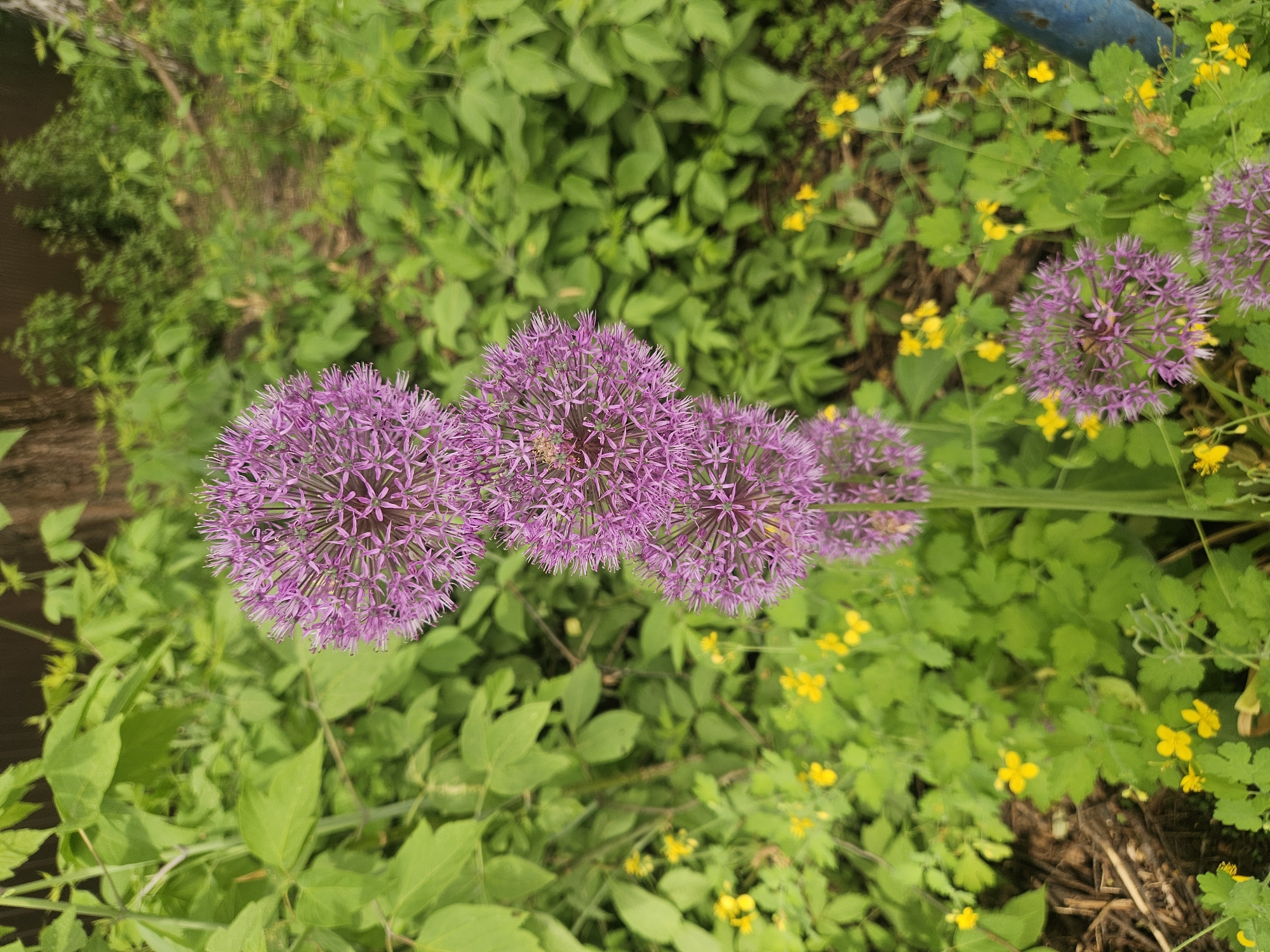 The image shows a close-up view of several purple allium flowers in full bloom, set against a backdrop of mixed green foliage and small yellow flowers. The scene appears to be in a garden or naturalized area. The presence of cultivated alliums alongside other wild plants suggests a managed but not overly manicured environment. The city is not visually discernible in this photograph.