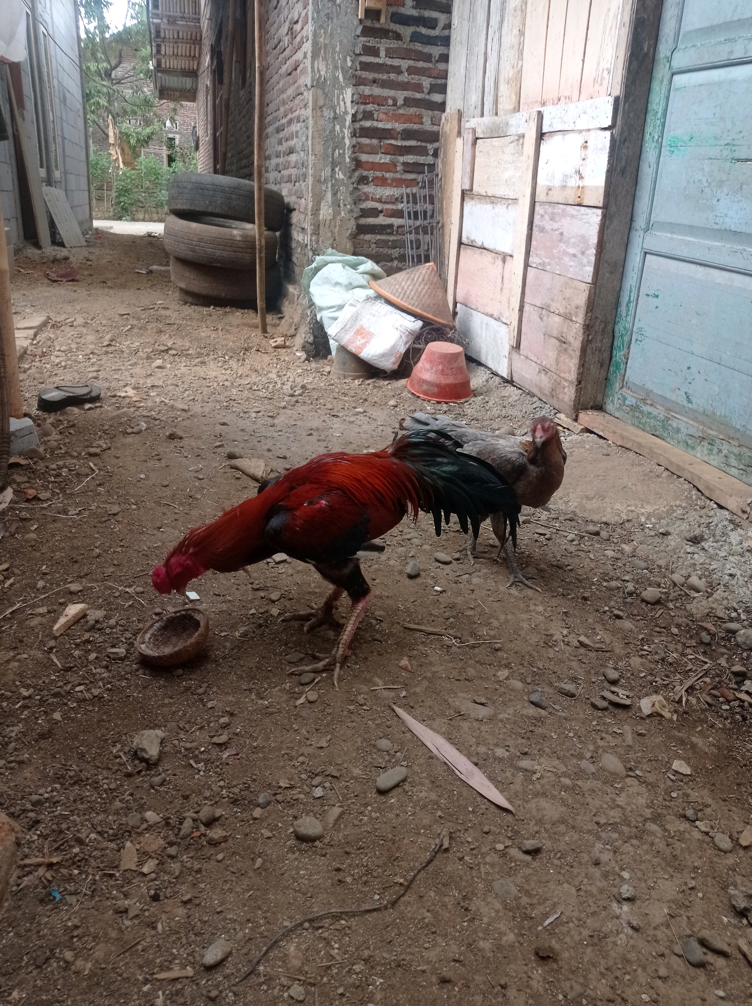 Two roosters are standing on a dirt ground in an outdoor area. The rooster on the left is red and black and is bending down to eat from a shallow dish. The rooster on the right is gray and brown and is looking forward. Behind the roosters, there are some wooden planks and a brick wall. In the background, there are stacked tires and some greenery. The scene appears to be in a rural or less developed area, possibly a backyard or alleyway.