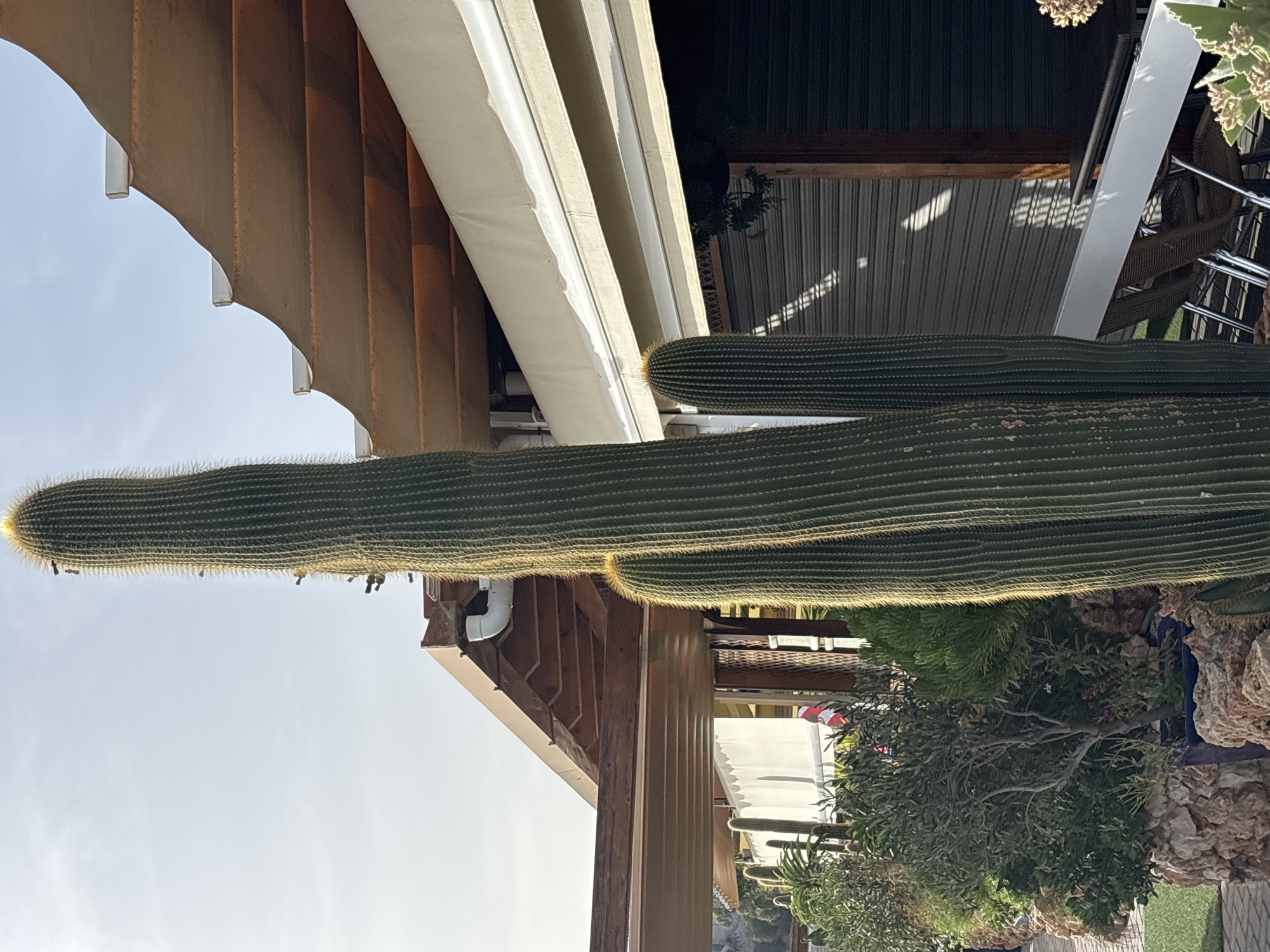 A tall, mature cactus stands prominently in the foreground of this image, its ribbed green body reaching towards a clear sky. The cactus is illuminated by sunlight, casting a warm glow on its spiny surface. To the right and behind the cactus, a building with a brown awning is visible, its rolled-up shutters suggesting a business or establishment. The awning is supported by wooden beams and a white structure. In the midground, a collection of smaller plants and shrubs is arranged in planters, adding a touch of greenery to the scene. The area appears to be an outdoor space, possibly a patio or garden, with paved ground visible in the lower left corner. The overall impression is one of a warm, sunny day in a Mediterranean setting, likely in the city of Orihuela, Spain, given the presence of cacti and the architectural style.