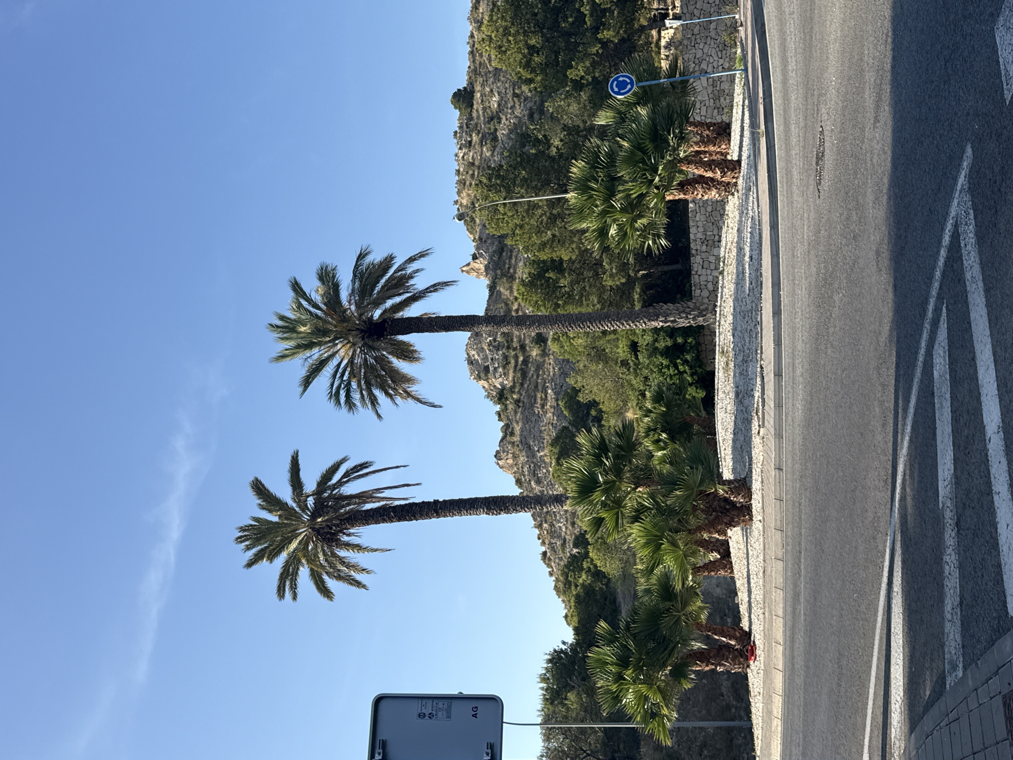 The image depicts a clear, sunny day in an outdoor urban environment with a focus on a traffic island featuring several palm trees. In the foreground, a paved road with white lane markings is visible, suggesting a street or intersection.
Dominating the center of the image is a cluster of palm trees. Two tall, mature palm trees stand prominently, with thinner, shorter palm trees arranged in front of them. The ground around the trees is covered with white pebbles.
Behind the palm trees, a dry, rocky hillside rises, sparsely covered with vegetation. A few scattered trees and shrubs are visible on the slope. A light pole is positioned on the hillside.
To the left of the scene, a large rectangular sign is attached to a pole, displaying text and symbols. A blue circular traffic sign with an arrow indicating a roundabout is visible on the right side. A stone wall runs along the edge of the traffic island.
The sky is a clear, bright blue with a faint wispy cloud. The lighting suggests it is late morning or early afternoon. The scene appears to be located in a warm climate, likely a coastal or Mediterranean region, given the presence of palm trees and the arid hillside. No people are present in the image.