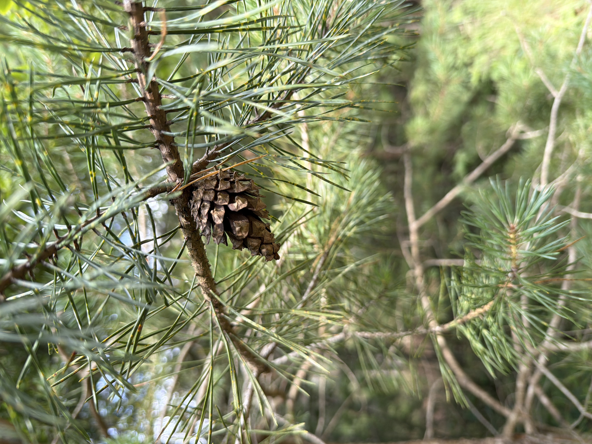 This image is a close-up, eye-level shot of a pine branch with a small, brown pinecone hanging from it. The pine needles are long and green, with some exhibiting yellowing. The background is a soft-focus blur of more pine branches and greenery, suggesting an outdoor, wooded environment. The lighting is natural and appears to be daylight. The image does not contain any people, animals, or any indication of urban or suburban life, thus it is not possible to place it in the city of Veltas, Latvia based on the visual information alone.