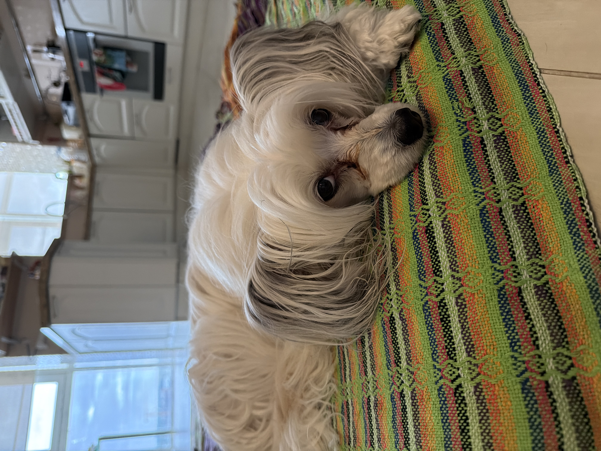 A Chinese Crested Dog with white and grey hair lies on a colorful, striped woven blanket on the floor of a kitchen. The dog is looking towards the camera with its head resting on its paws. In the background, kitchen cabinets, a stove, and a large window with a view of the sky are visible. The scene appears to be indoors in a residential setting. The location is not specified in Khabarovsk, Russia.