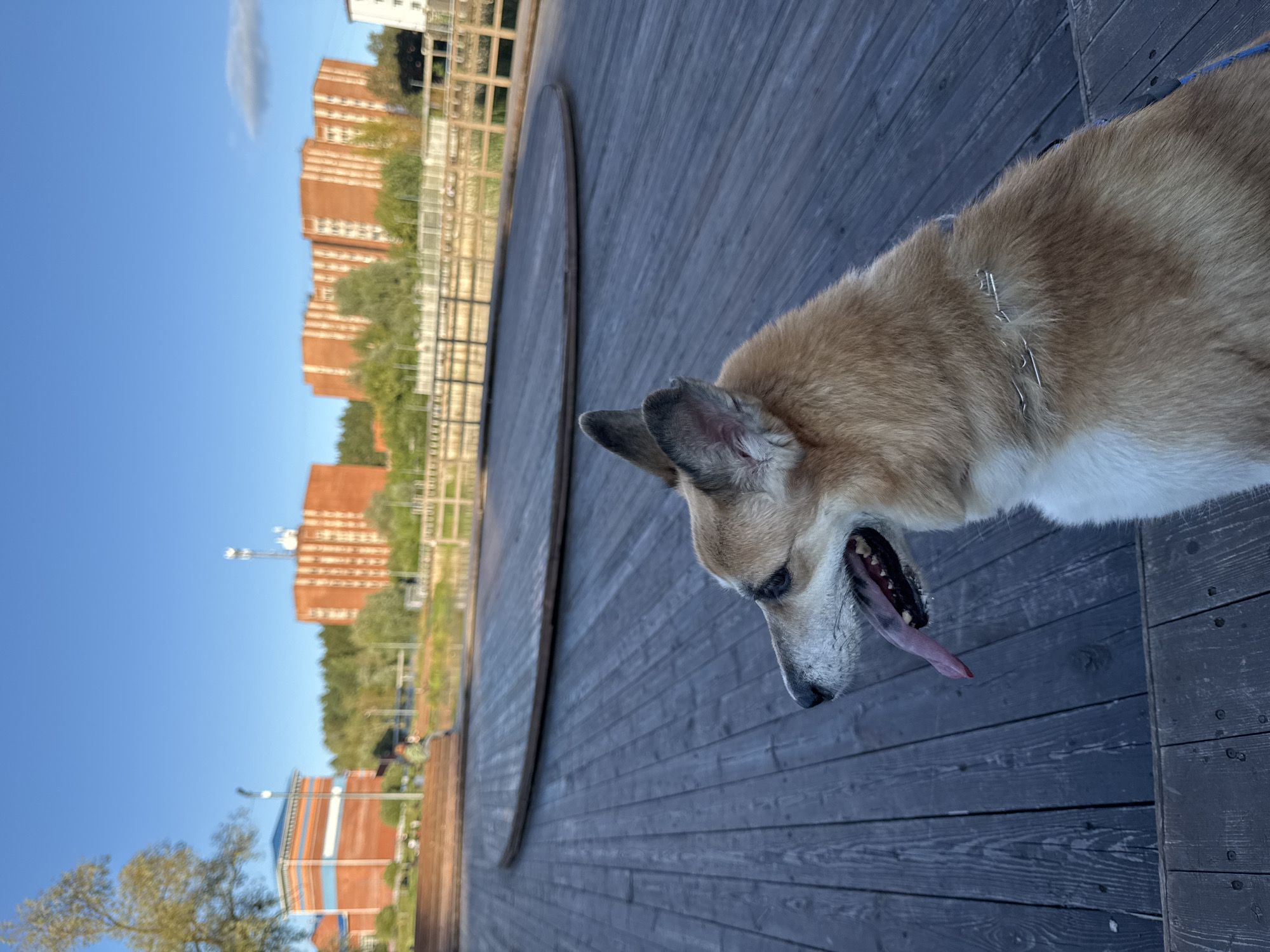 A medium shot captures a dog, possibly a Corgi mix, sitting on a dark wooden deck in the foreground. The dog is facing left, with its mouth open and tongue hanging out, appearing to pant. Its fur is a mix of tan and white. The deck is made of weathered planks and curves gently to the left, suggesting an outdoor seating area or stage. In the background, across a body of water, are several tall, reddish-brown buildings, characteristic of urban or suburban apartment blocks. Trees and greenery separate the buildings from the water. The sky is a clear, bright blue, indicating fair weather. There are no other discernible people or animals in the frame, but some indistinct figures can be seen in the distance on a wooden structure. The overall setting appears to be a park or public space near a body of water within a city. This scene is likely located in Votkinsk, Russia, given the architectural style of the buildings and the presence of a navigable waterway.