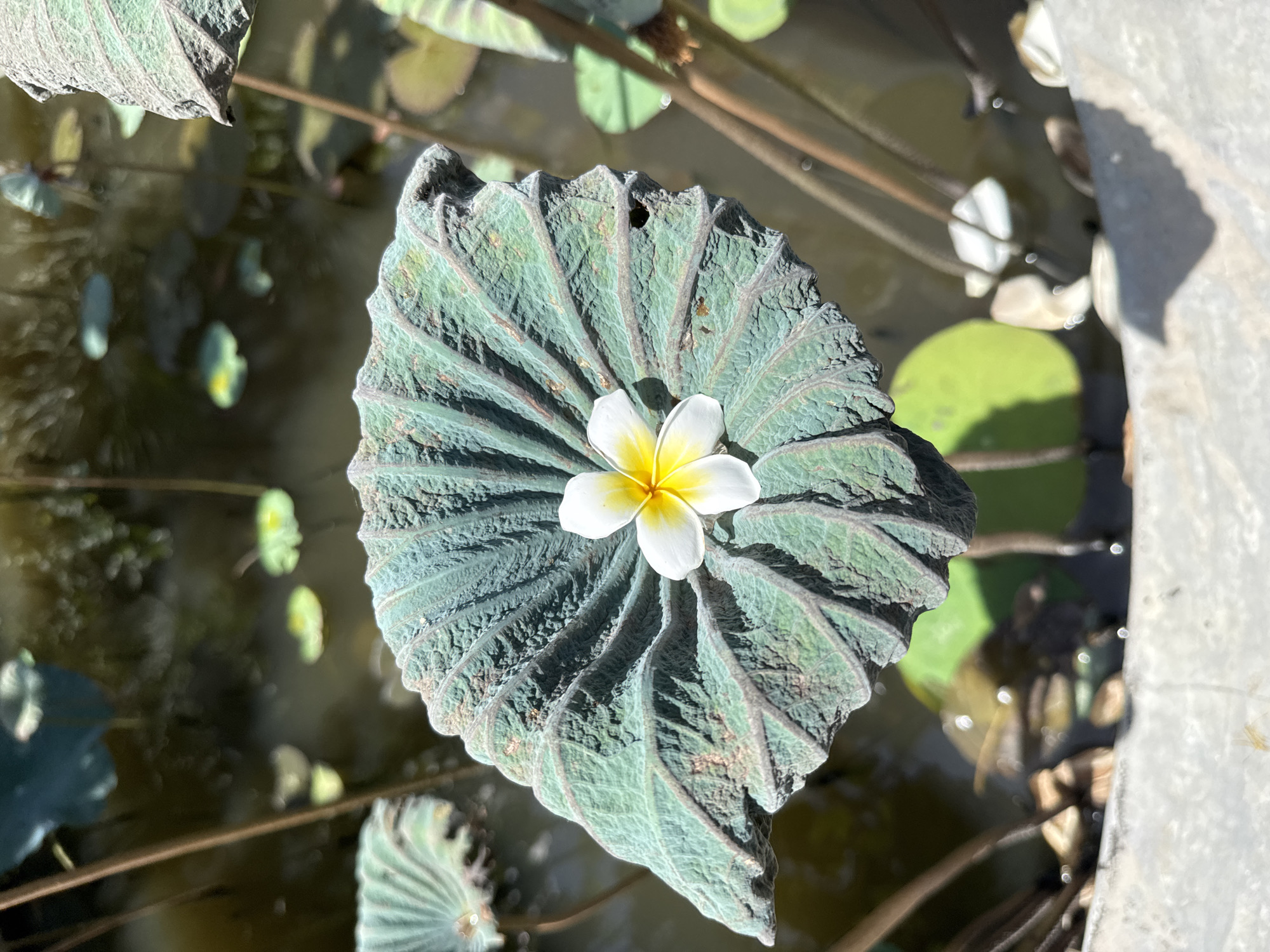A white and yellow plumeria flower rests on a large, textured lotus leaf in a pond. The leaf is heart-shaped with a pronounced radial vein pattern and a muted green and gray color. The surrounding pond water is murky with scattered lily pads and brown stalks visible. The image appears to be taken in sunlight. The location is Bac Nha Trang Ward, Vietnam.
