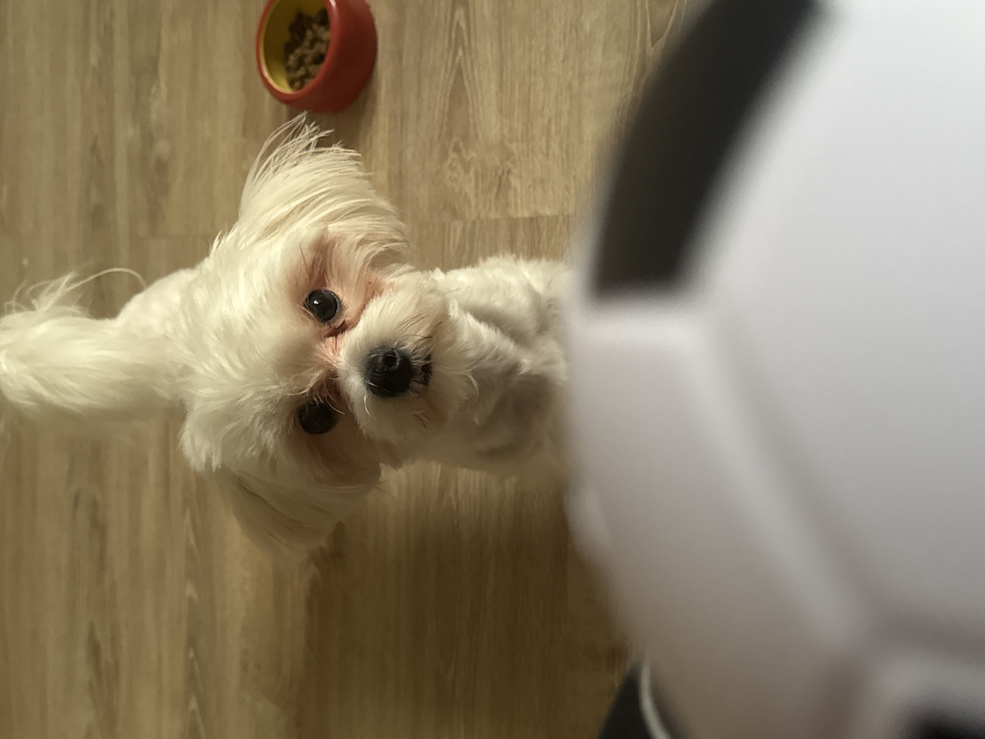A small, fluffy white dog with dark eyes and pinkish tear stains around its eyes sits on a wooden floor. A red and yellow food bowl filled with kibble is visible to the right of the dog. In the foreground, a large, out-of-focus object, possibly a soccer ball, obscures the lower portion of the image. The scene appears to be indoors. The location in the city of Mikhaylovsk, Russia cannot be determined from the provided image.