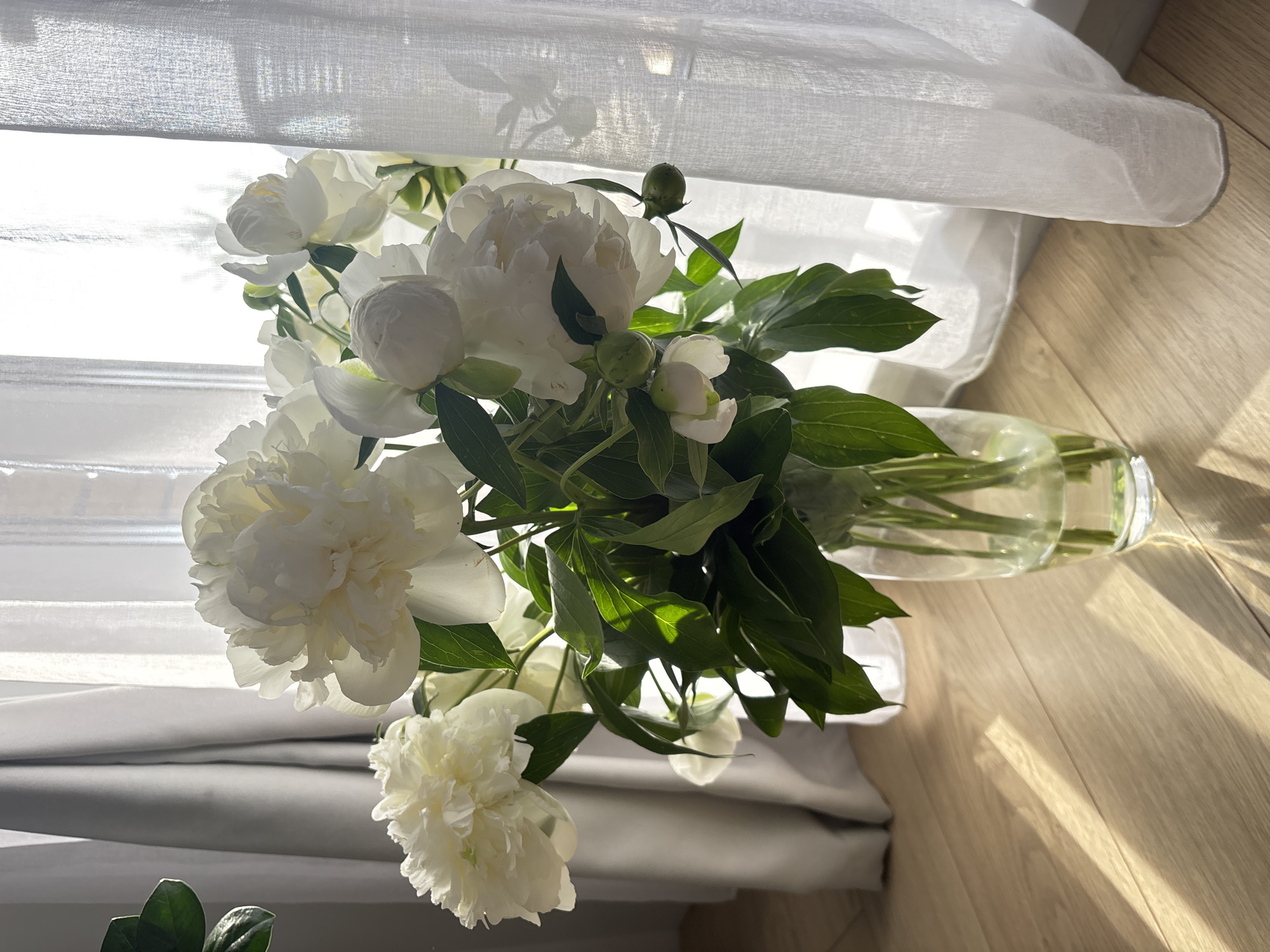 A bouquet of white peonies sits in a clear glass vase on a wooden floor. Sunlight streams through sheer white curtains in the background, casting long shadows across the floor and illuminating the flowers. The scene is set indoors, near a window. There are no people or animals present in the image. The environment appears to be a home or a similar domestic setting.