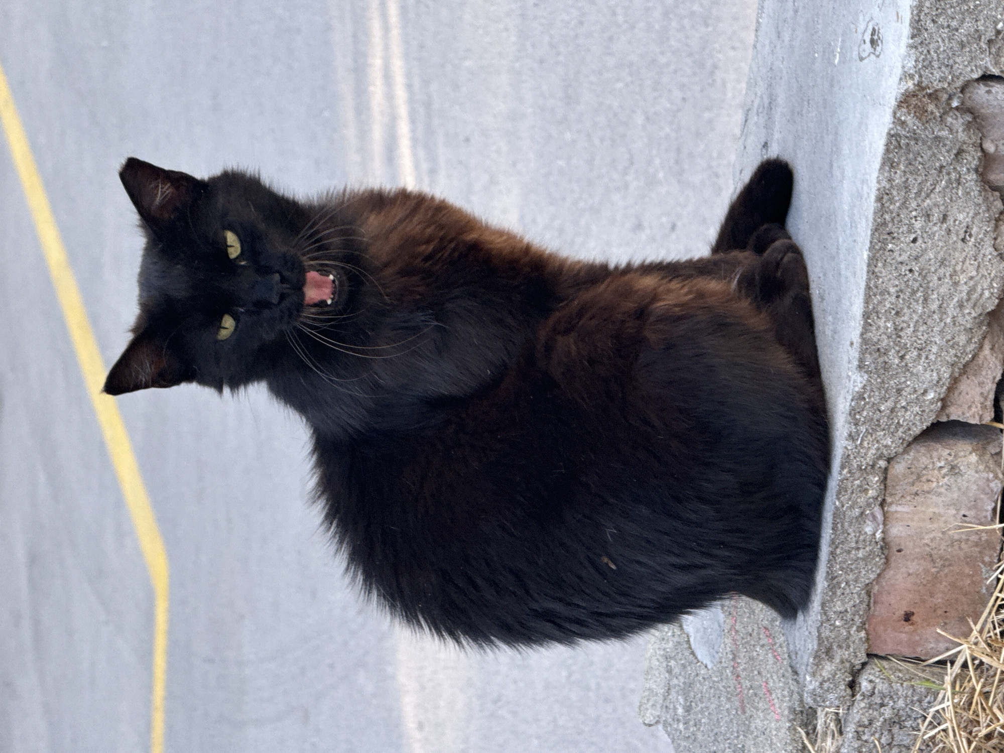 The media file is a close-up, portrait-oriented photograph of a black cat. The cat is positioned on a gray, textured surface, possibly concrete or asphalt, with a yellow line visible on the left side of the frame, suggesting it might be near a road or parking lot. To the right, there is a rough, gray wall, possibly made of concrete and brick, with some dry grass at the bottom right corner.
The cat's fur is long and dark, appearing somewhat disheveled. Its mouth is open, revealing its pink tongue and teeth, giving the impression that it is meowing, hissing, or yawning. The cat's eyes are open and appear to be a shade of yellow or green. Its body is partially turned towards the viewer, and its head is tilted, creating a dynamic pose. One of its paws is visible resting on the concrete surface.
The lighting suggests it could be daytime, with the natural light casting shadows and highlighting the textures of the cat's fur and the surrounding surfaces. The overall mood is captured in a moment of expression from the cat. There is no visible text in the image.