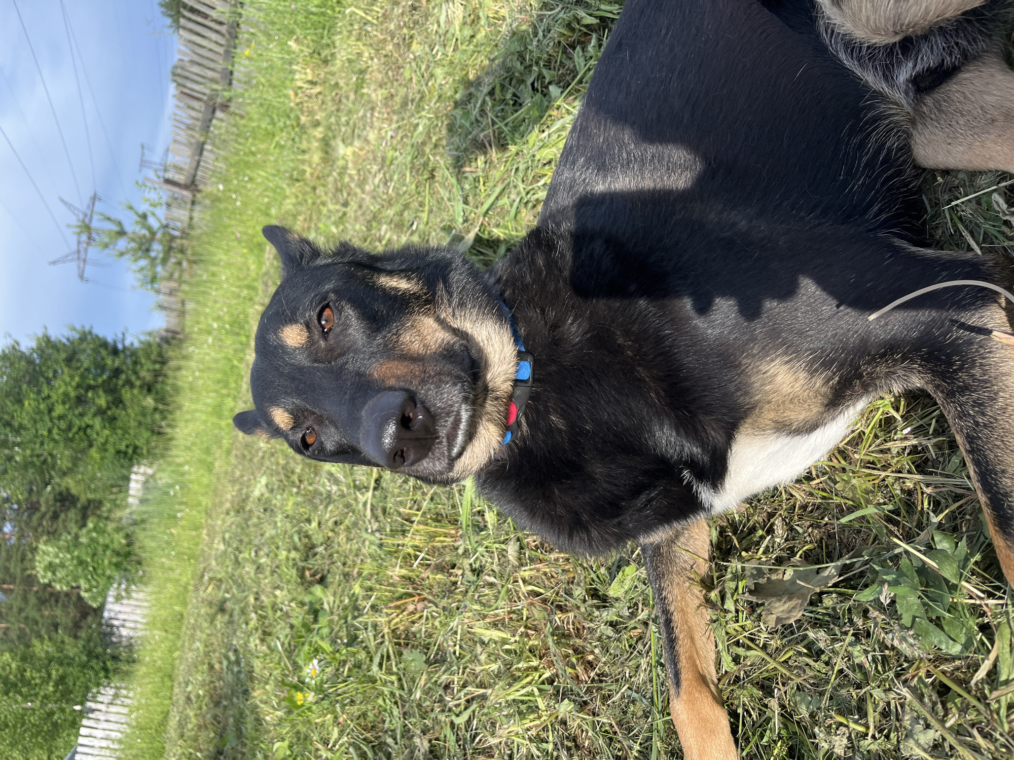 A German Shepherd dog is lying on the grass in an outdoor setting. The dog is primarily black and tan with some white fur visible on its chest. It is wearing a blue and red collar. The dog's head is turned towards the camera, and its eyes are open. The background shows a wooden fence, trees, and a power line tower. The grass is green and appears to be recently mowed in some areas. The sun is shining, casting shadows on the dog and the ground, suggesting it is daytime and the weather is fair. The scene is likely a backyard or a rural area. There is no visible text in the image.