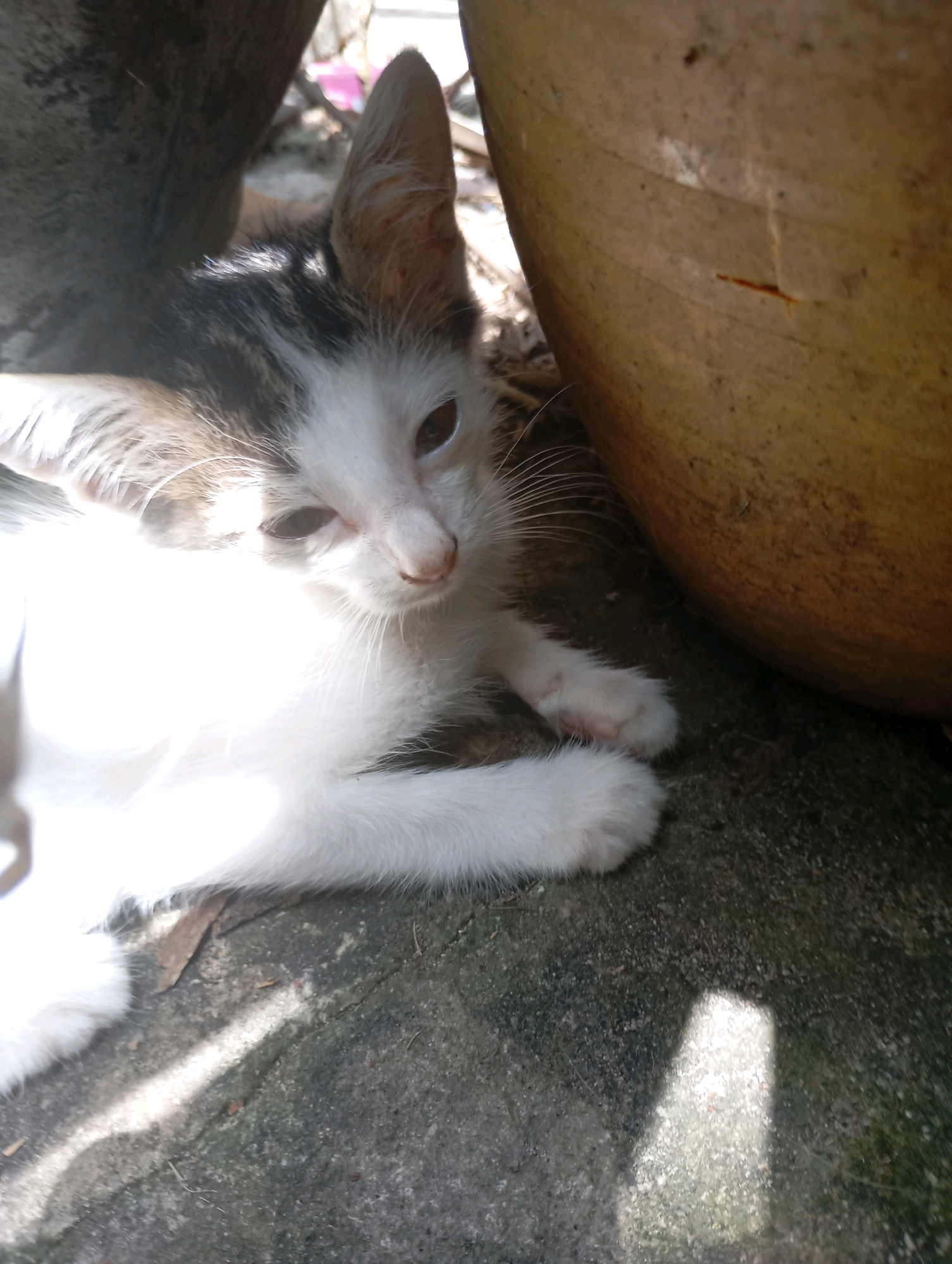 A kitten lies on a concrete surface, partially shaded by two large, round objects, possibly pots or planters. The kitten is predominantly white with tabby markings on its head and back. Its eyes are open, and it appears to be resting or observing its surroundings. Sunlight casts shadows on the ground around the kitten. The scene suggests an outdoor environment, possibly a garden or courtyard. The image does not provide specific indicators to determine its exact location within Balikpapan, Indonesia, beyond it being an outdoor setting.