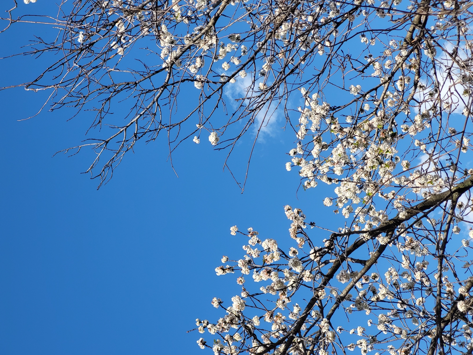 The image is taken from a low angle looking up into the sky. It features tree branches laden with white blossoms against a bright blue sky. The branches occupy the top left and bottom right portions of the image, creating a natural frame. A few wisps of white clouds can be seen in the sky, but the overall impression is of a clear, sunny day. The image does not contain any people, specific landmarks or indicators that would allow the scene to be located in Budva, Montenegro.