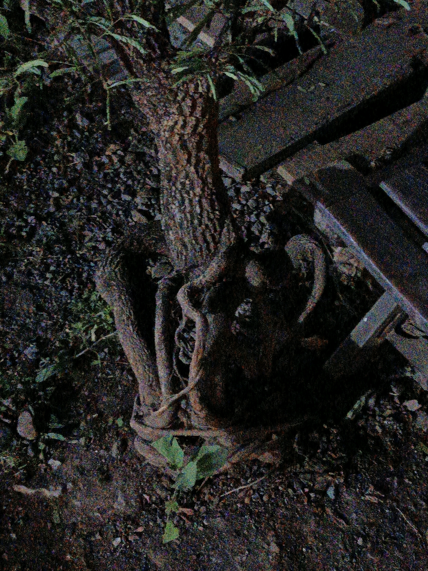 The image shows a close-up, overhead view of a bonsai tree with exposed roots, planted in dark soil. The tree's trunk is thick and gnarled, with visible bark texture. The roots are prominent, weaving around the base of the trunk and spreading outwards. Some green leaves are visible, peeking out from behind the trunk and roots. The background consists of dark, granular soil, with some scattered small stones. To the right of the bonsai, a section of what appears to be a wooden pallet or decking is visible, with distinct planks and shadows. The lighting is dim, and the image has a grainy texture, suggesting it was taken in low light conditions or with a camera that produces noise. There are no people or discernible actions present in the image. The image does not provide any specific visual cues or landmarks to indicate a location within Cikal, Indonesia.
