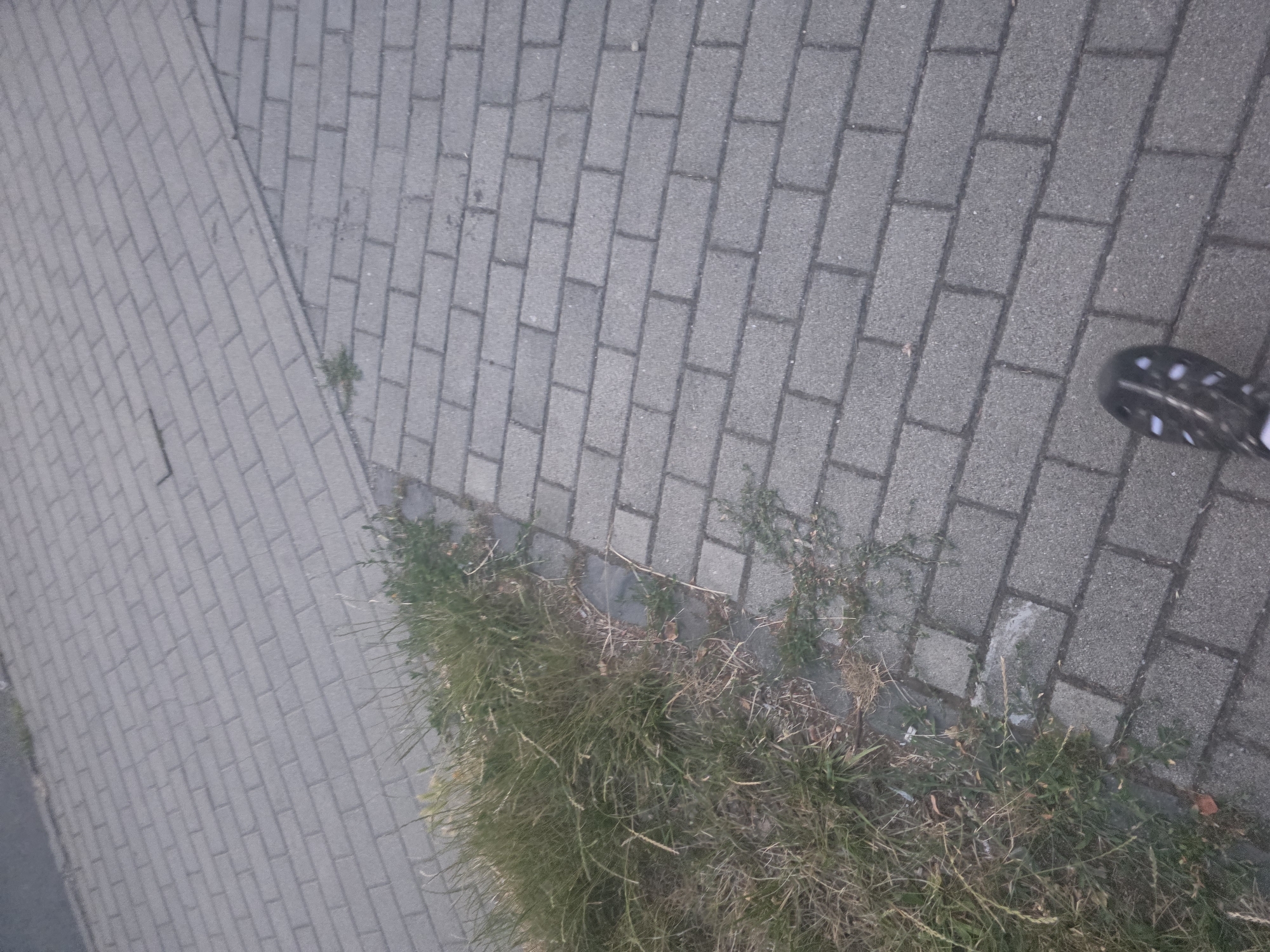 The image shows a section of paved ground with grass growing alongside. The paving is made of gray rectangular bricks arranged in a stretcher bond pattern. The grass appears somewhat overgrown and is located on the left side of the image, adjacent to the paving. In the lower right corner of the image, a portion of a black and white shoe with a patterned sole is visible, suggesting the presence of a person walking. The overall scene appears to be an outdoor urban or suburban environment, possibly a sidewalk, pathway, or a public area.
