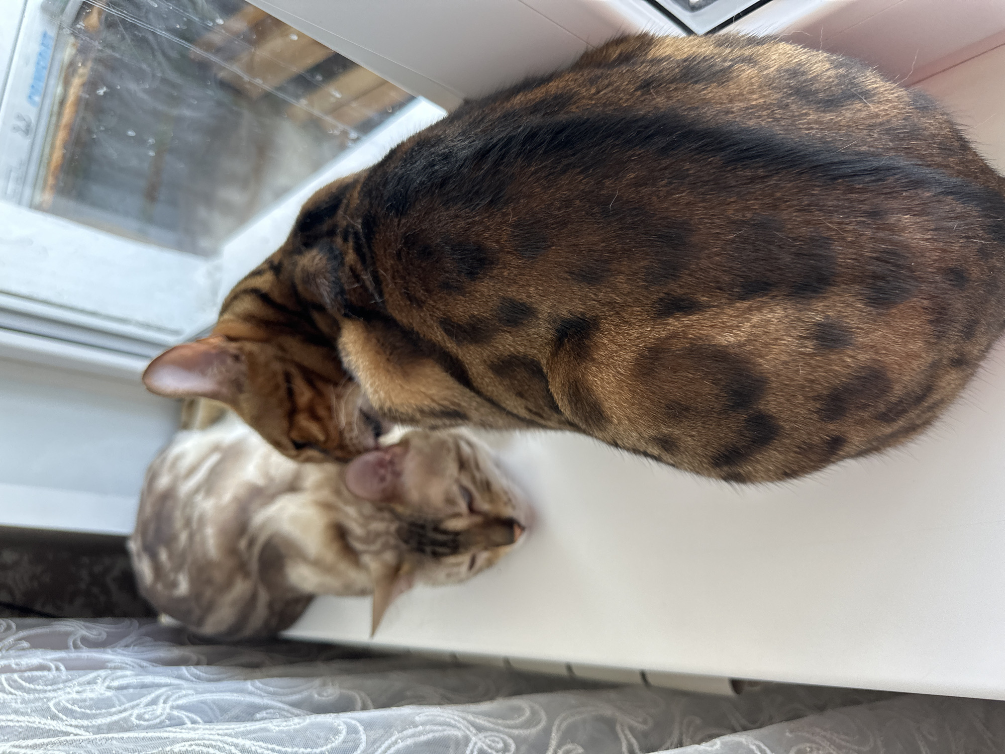 Two Bengal cats are lying on a white windowsill. The cat in the foreground is facing away from the camera, and its back is visible. The cat in the background is lying on its side, with its head resting on the windowsill and its eyes closed. The cats have distinctive spotted coats. The windowsill is white and appears to be made of plastic. To the left of the cats is a white curtain with a decorative pattern. To the right is a window with a view of what appears to be an outdoor area with some wooden structures. The overall impression is one of domestic tranquility. This image was taken in the city of Energetik, Russia.