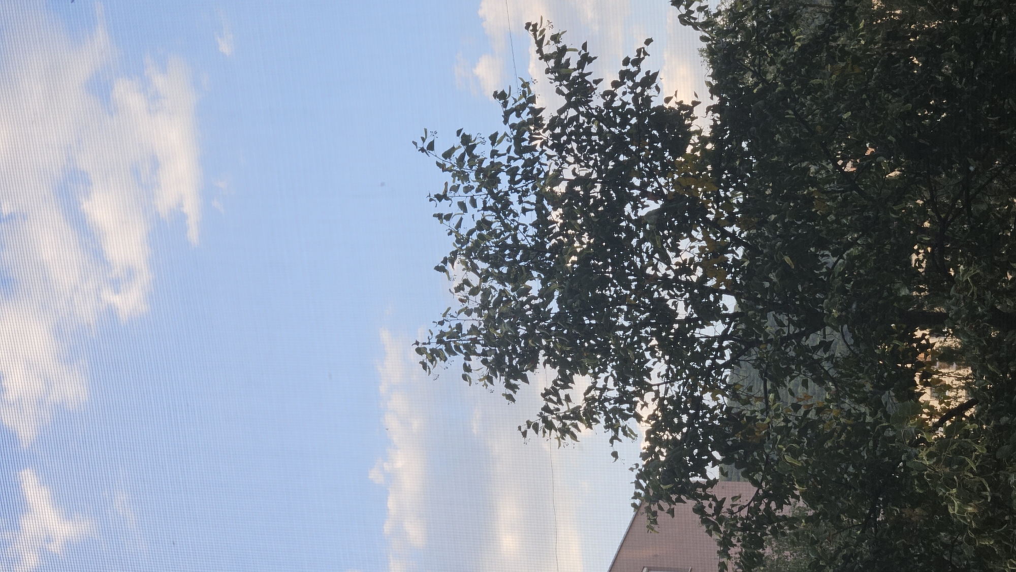 The image depicts a view through a window screen of a tree against a pale blue sky with scattered white clouds. A portion of a light-colored building is visible on the left side, partially obscured by the tree. The foliage of the tree is dense and appears to be in an urban setting, possibly a residential area. The lighting suggests it is daytime. Without further context or specific landmarks, pinpointing the exact location within Bratislava, Slovakia is not possible.
