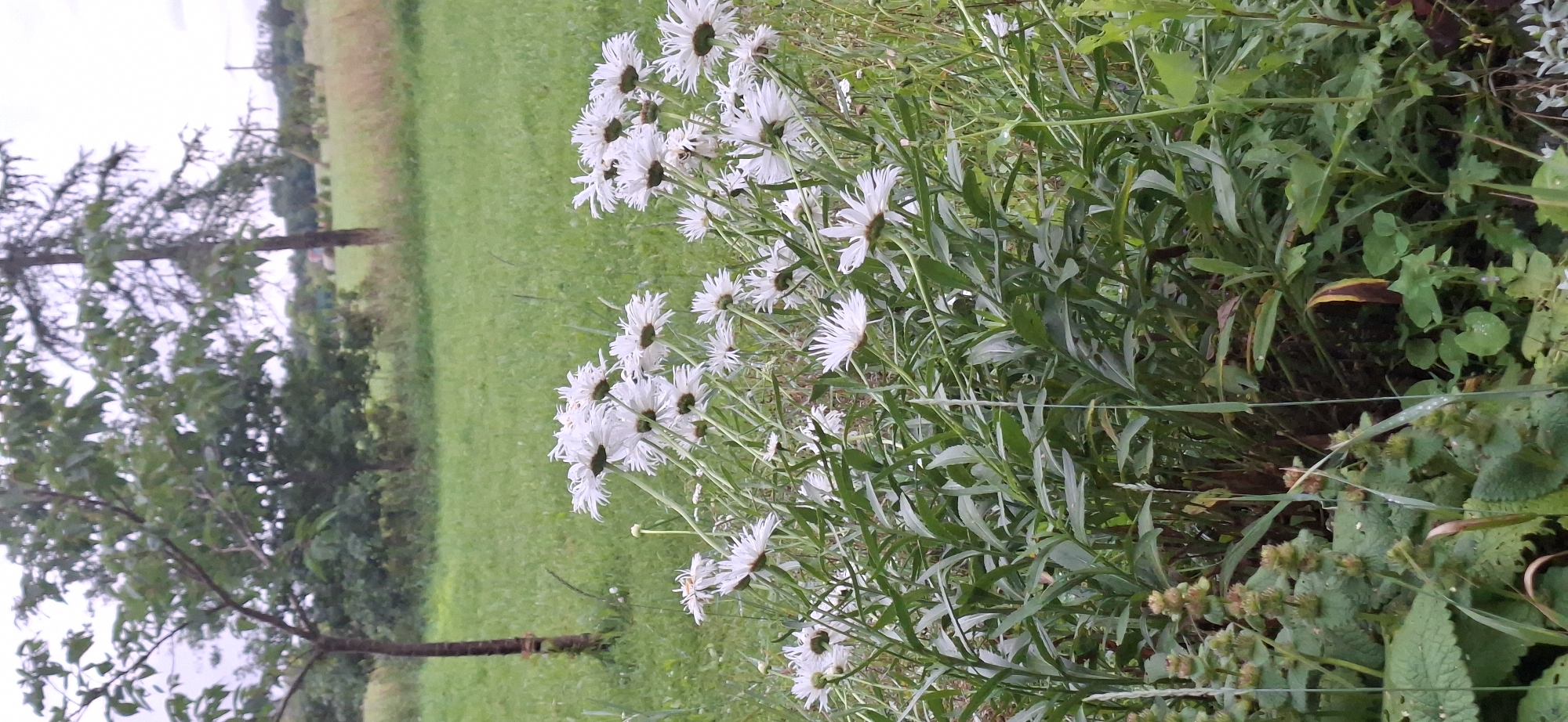 In Orissaare, Estonia, a field of white daisies stands tall amidst a grassy landscape. The daisies, with their frilly petals, are the primary focus, their heads tilted and swaying in an unseen breeze. They are surrounded by lush green foliage, creating a dense ground cover that extends towards the background.
In the distance, trees with dark, slender trunks punctuate the horizon. One tree, in the foreground left, has a gnarled, textured bark, while another further back appears more conical. The background is a soft blur of green, with hints of dry grass and what appears to be a distant power line, suggesting a rural or semi-rural setting. The sky is overcast, casting a diffused light over the scene, contributing to a somewhat muted, natural color palette. The overall impression is one of natural beauty and tranquility.
