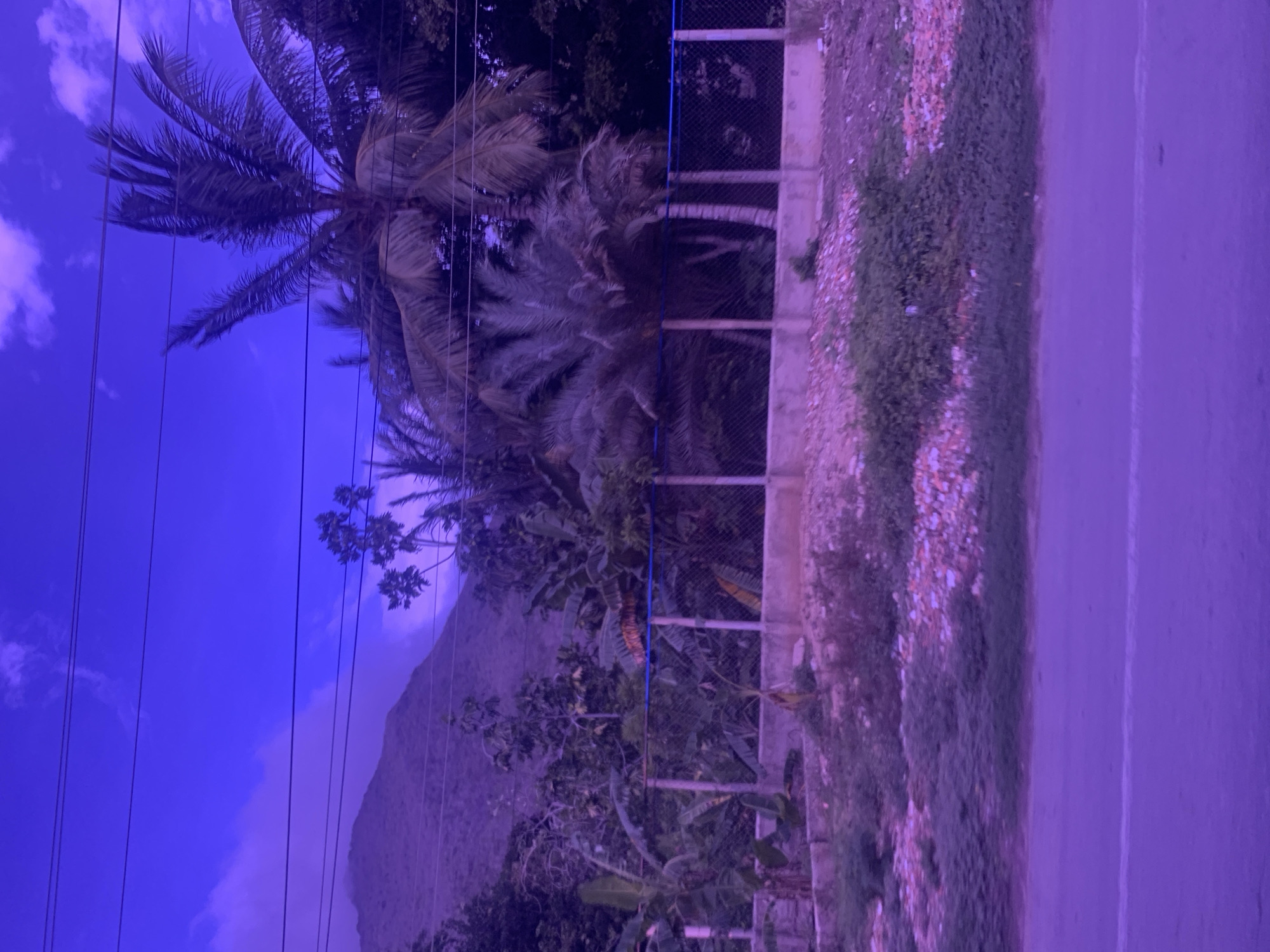 The image captures a roadside scene with lush tropical vegetation and a mountain in the background, all under a deep purple sky. Multiple power lines crisscross the upper portion of the frame. In the foreground, a paved road is visible, bordered by a strip of land covered in gravel and scattered debris, with some green growth. Beyond this, a chain-link fence with concrete posts and a blue conduit runs horizontally, separating the road area from a dense collection of tropical plants, including banana trees and palm trees. The overall lighting suggests either dawn or dusk, or possibly an artistic filter has been applied, giving the scene a distinct monochromatic purple hue. The location is identified as La Asuncion, Venezuela.