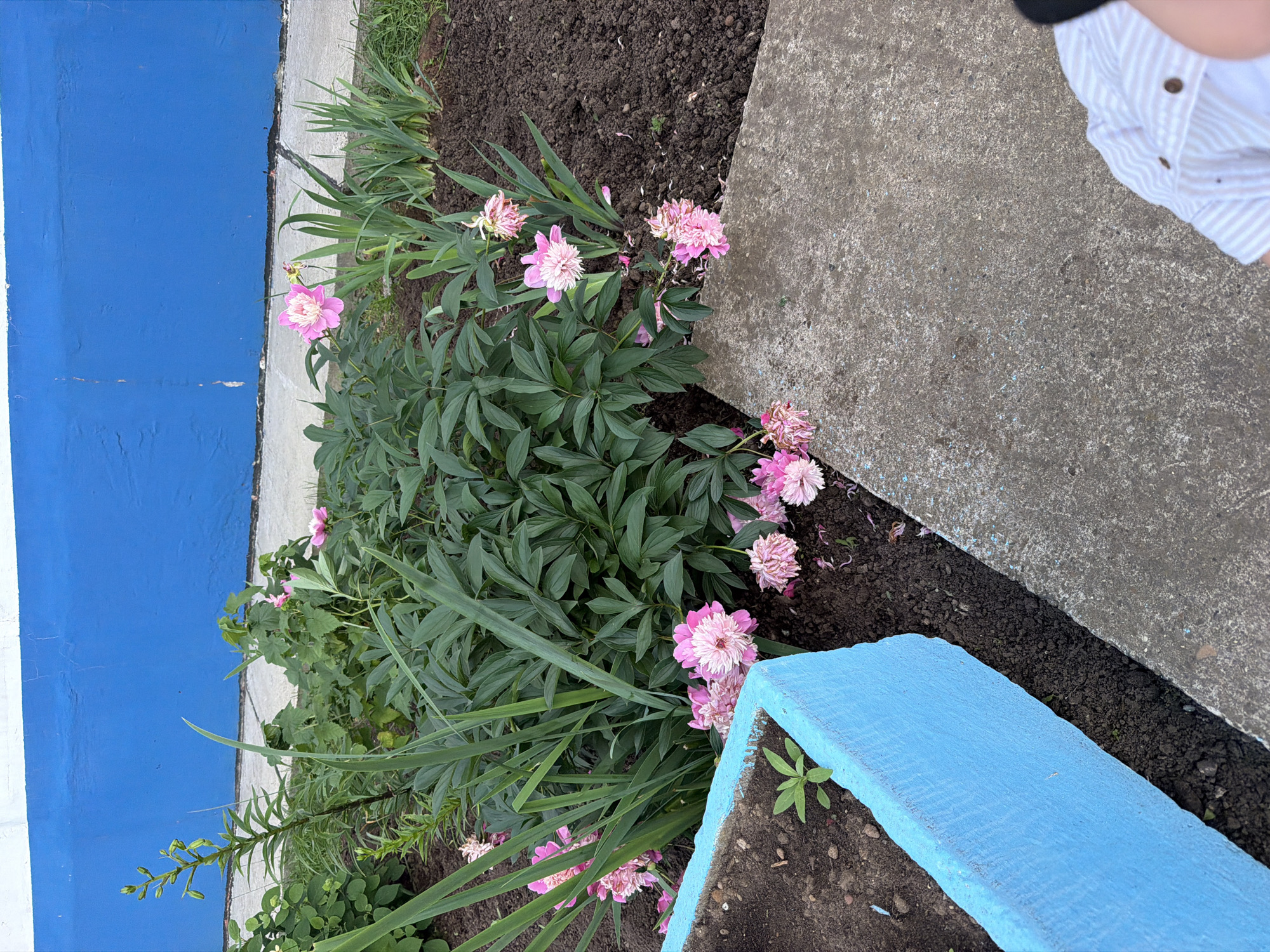 In Chaikovsky, Russia, a close-up shot captures a vibrant flowerbed adjacent to a bright blue wall. The flowerbed features several pink peonies in various stages of bloom, with some petals scattered on the dark soil. Tall, green foliage, possibly from irises, surrounds the peonies. To the left, a blue concrete planter box contains a small green seedling. A rough concrete path runs along the front of the flowerbed. In the lower right corner, a person wearing a striped shirt is partially visible, suggesting a personal perspective on the scene. The overall impression is one of a well-maintained garden area, possibly in a residential or public space.