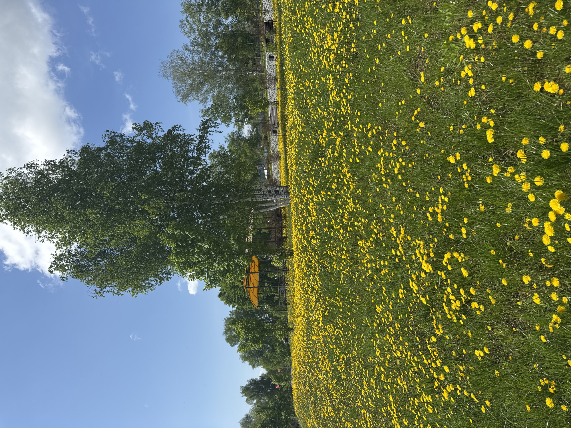The image depicts a field of dandelions in Shevlyakovo, Russia. The sky is blue with scattered clouds. Trees line the edge of the field, and a yellow structure stands among them. In the background, a stone wall and benches are visible.