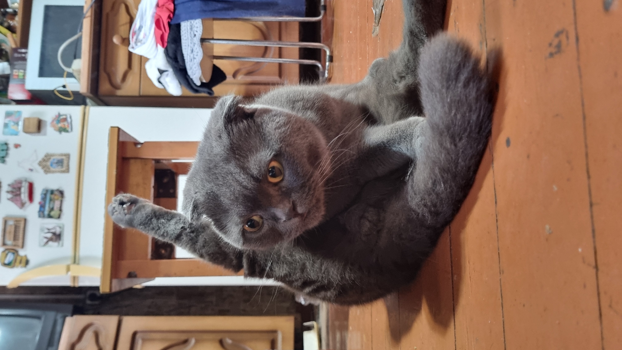 A gray Scottish Fold cat is sitting on a wooden floor in a room, with its back leg raised. The cat has large, round, yellow eyes and folded ears. The background of the image shows a wooden cabinet, a shelf with various items, and a small table. The floor is made of wooden planks and appears to be a bit worn. The lighting in the room is dim. The location is stated as the city of Vysokoe, Russia.
