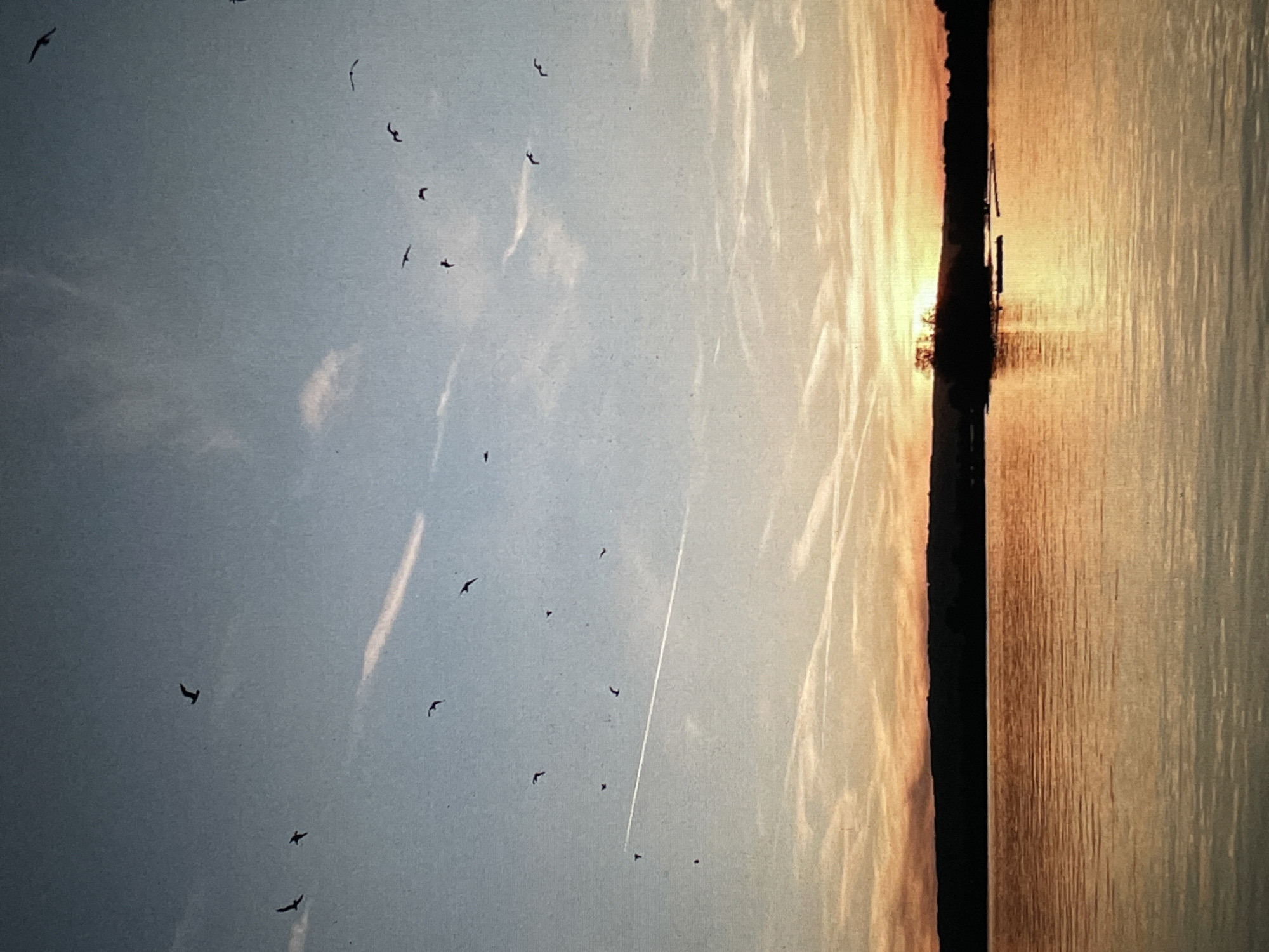 The image captures a waterscape at sunset in Saint Petersburg, Russia. The body of water reflects the light, with visible ripples. A strip of land is silhouetted between the water and the sky. The sky is a pale blue gradient transitioning to sunset hues, dotted with numerous birds in flight. A contrail is also visible, cutting across the sky.