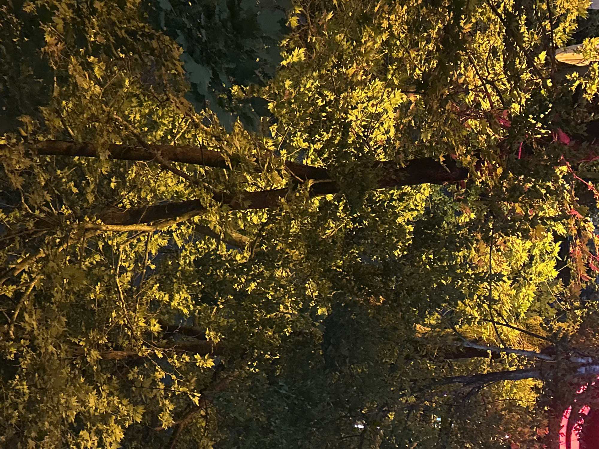 The image shows a tree with dense foliage at night. The leaves are illuminated with a warm, yellowish light, while the branches are mostly obscured by the leaves. Some red lighting is visible on the right side of the image. The location is possibly in Burgas, Bulgaria, although no clear landmarks or features confirm this.