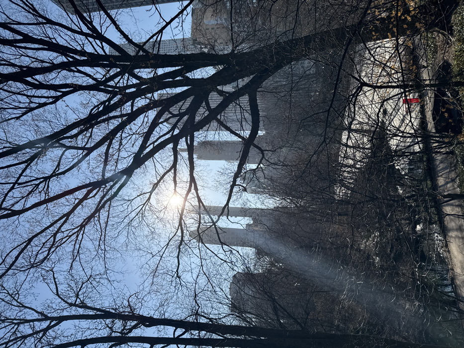 The image presents an outdoor scene within Central Park, New York City, United States of America, facing a skyline of tall buildings. The upper frame is occupied by a clear blue sky with a prominent, bright sun in the upper left quadrant, generating lens flare and a distinct sunbeam extending diagonally downwards. The immediate foreground and midground are densely populated with numerous bare deciduous trees, their dark, intricate branches heavily silhouetted against the bright sky and distant structures. Below the trees, in the midground, a body of water, possibly frozen or partially covered in snow, is visible. A winding, unpaved path or road follows the contour of the land in the lower portion of the image. A single vertical red object, resembling a post or marker, stands near the path to the right of the water. The background features a dense cluster of high-rise buildings and skyscrapers, their upper sections distinct against the sky, indicating an urban backdrop. No individuals are discernible within the frame.