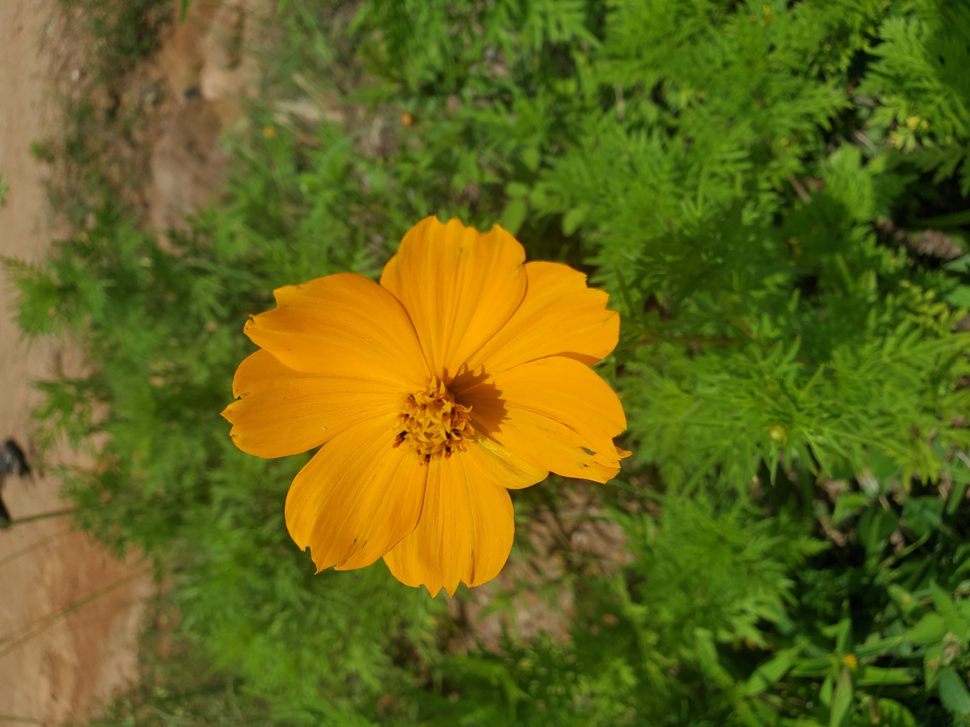 An orange flower is in focus in the foreground, positioned slightly off-center to the right. The flower has multiple petals and a detailed center. The background is blurred, showing green foliage and patches of dry, sandy earth. In the upper part of the background, two blurred human feet wearing dark shoes are visible, standing on the sandy ground. The scene appears to be outdoors in a natural or semi-natural environment.