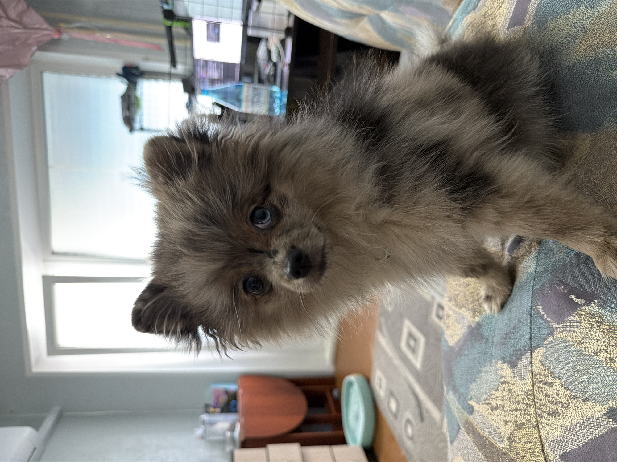 This indoor photograph, taken in Chaikovsky, Russia, features a small, fluffy dog with distinctive blue eyes and a black nose. The dog, likely a Pomeranian due to its plush coat and facial structure, has multi-toned fur in shades of grey, light brown, and cream. It is positioned on a patterned fabric surface, possibly a couch or cushioned furniture, which displays geometric designs in blue, grey, and gold. The dog is looking directly at the camera with a curious and innocent expression.
The background reveals a room illuminated by bright natural light streaming through a large window, indicating it is daytime. Beyond the window, an indistinct outdoor environment is visible. Inside the room, various household items are present but out of focus, including a blue water bottle, what appears to be a computer monitor or screen, a reddish-brown chair, and a light blue circular object on the floor. The setting suggests a casual, lived-in residential space. No people are visible, and the dog is the central subject, appearing to be resting comfortably. No legible text is discernible within the image.