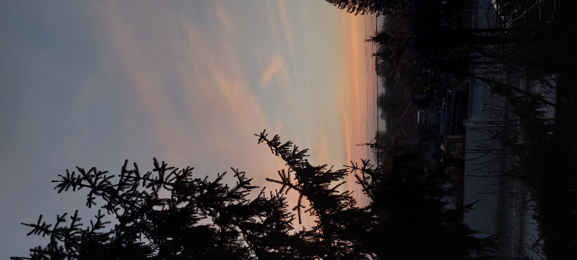 The image captures a scene in Yagodovo, Bulgaria, featuring a sunset sky and the silhouette of coniferous trees in the foreground. The sky exhibits a gradient of colors, transitioning from a light blue on the left to orange and pink hues towards the horizon. A building is partly obscured by trees.