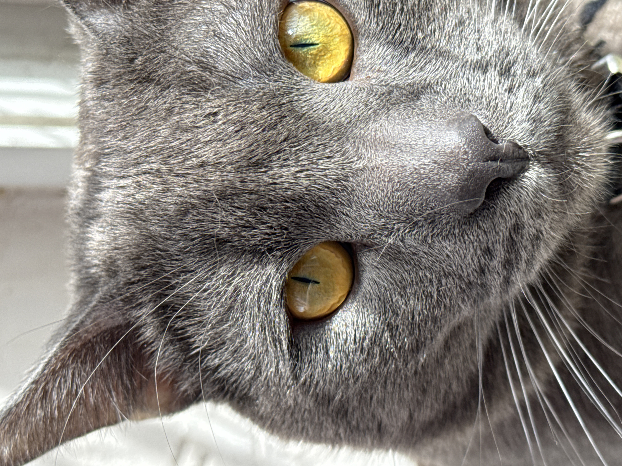 A close-up photograph shows the face of a gray cat with yellow eyes. The cat's head is tilted to the side, so one ear is visible in the lower left. The nose is in focus, and whiskers are visible on the right side. The fur is short and dense. The cat is wearing a collar. The background is blurred and white. The location is not discernible from the image.