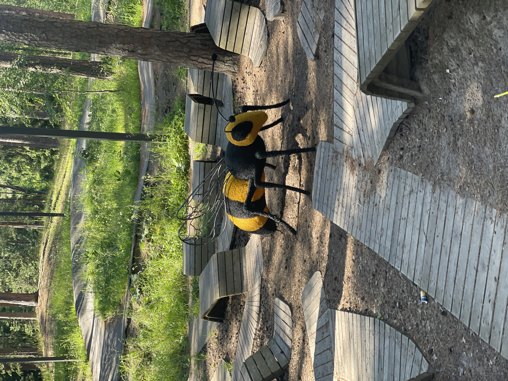 In an outdoor park in Sosnoviy Bor, Russia, a large, decorative bee sculpture is positioned amidst a wooden obstacle course. The bee, black and yellow, is the central subject, with intricate wire wings and visible legs. The obstacle course consists of various wooden ramps and curves, designed for activities like biking or skateboarding, laid out on a sandy and pine-needle-strewn ground. In the background, tall pine trees create a dense forest setting, with sunlight filtering through the leaves, casting shadows on the ground. Green grass and some small plants are visible on the edges of the course and on a slightly elevated mound in the distance. A discarded beverage can lies on the wooden path in the lower portion of the image.