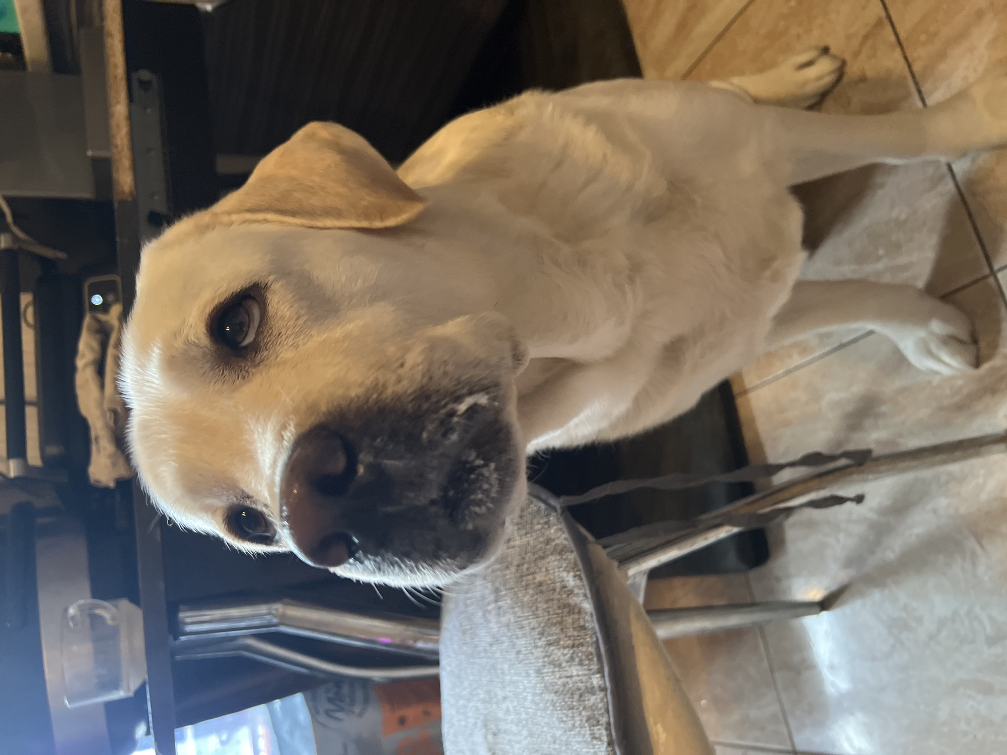 A yellowish-white labrador dog is pictured indoors. The dog is predominantly visible from the head to the torso, with some view of its front legs extending toward the right side of the image. Its nose is prominent, and its eyes are looking directly at the camera. Part of a chair and a dark table or desk are in the background. The floor is covered in light-colored tiles. There is no location information about Mytishchi, Russia in the image.