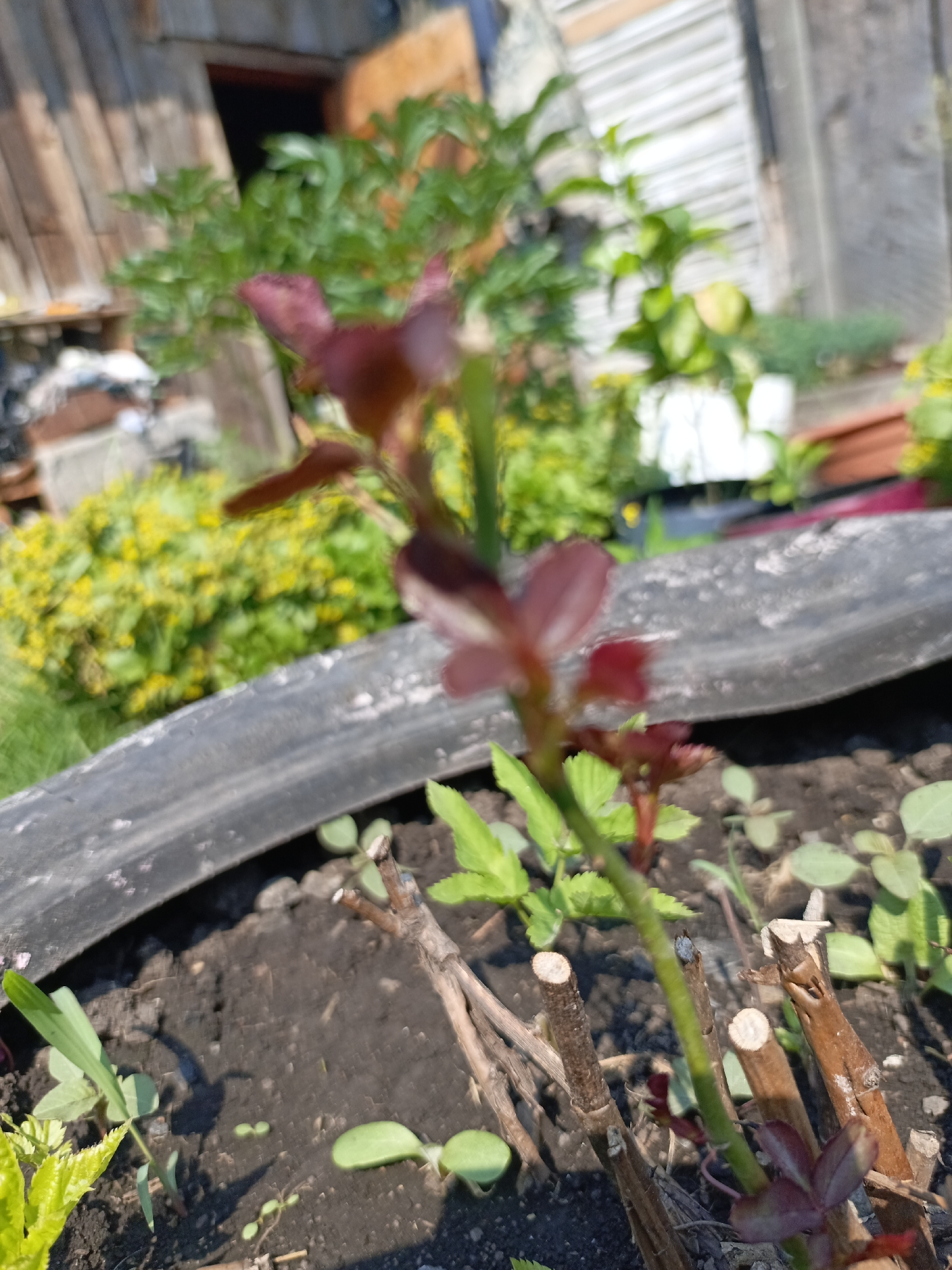 The image shows a close-up view of a plant growing in dark soil within a planter. The plant has thin, green stems with some reddish-purple leaves visible at the top. Several cut, brown stems are also present in the soil around the main plant. In the background, a blurry wooden structure and green foliage are visible. The scene appears to be outdoors, likely in a garden or yard.