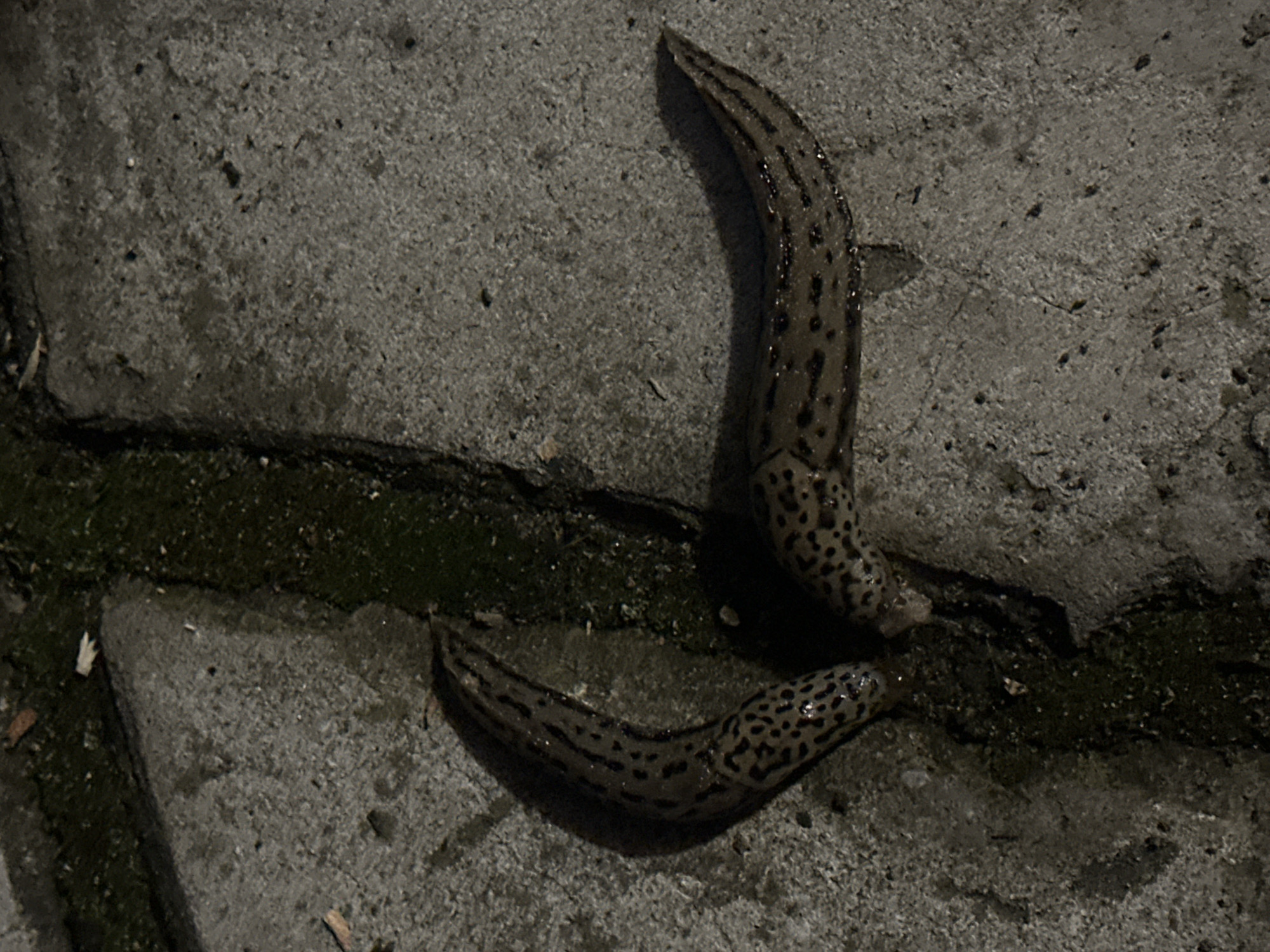 Two leopard slugs are crawling on a concrete surface. The slugs have a light brown base color with dark brown or black spots. The concrete surface is cracked in some areas and has some moss or algae growing in the cracks. The lighting is dim, suggesting it is nighttime. There is no other information provided that indicates a location in Nizhny Novgorod.