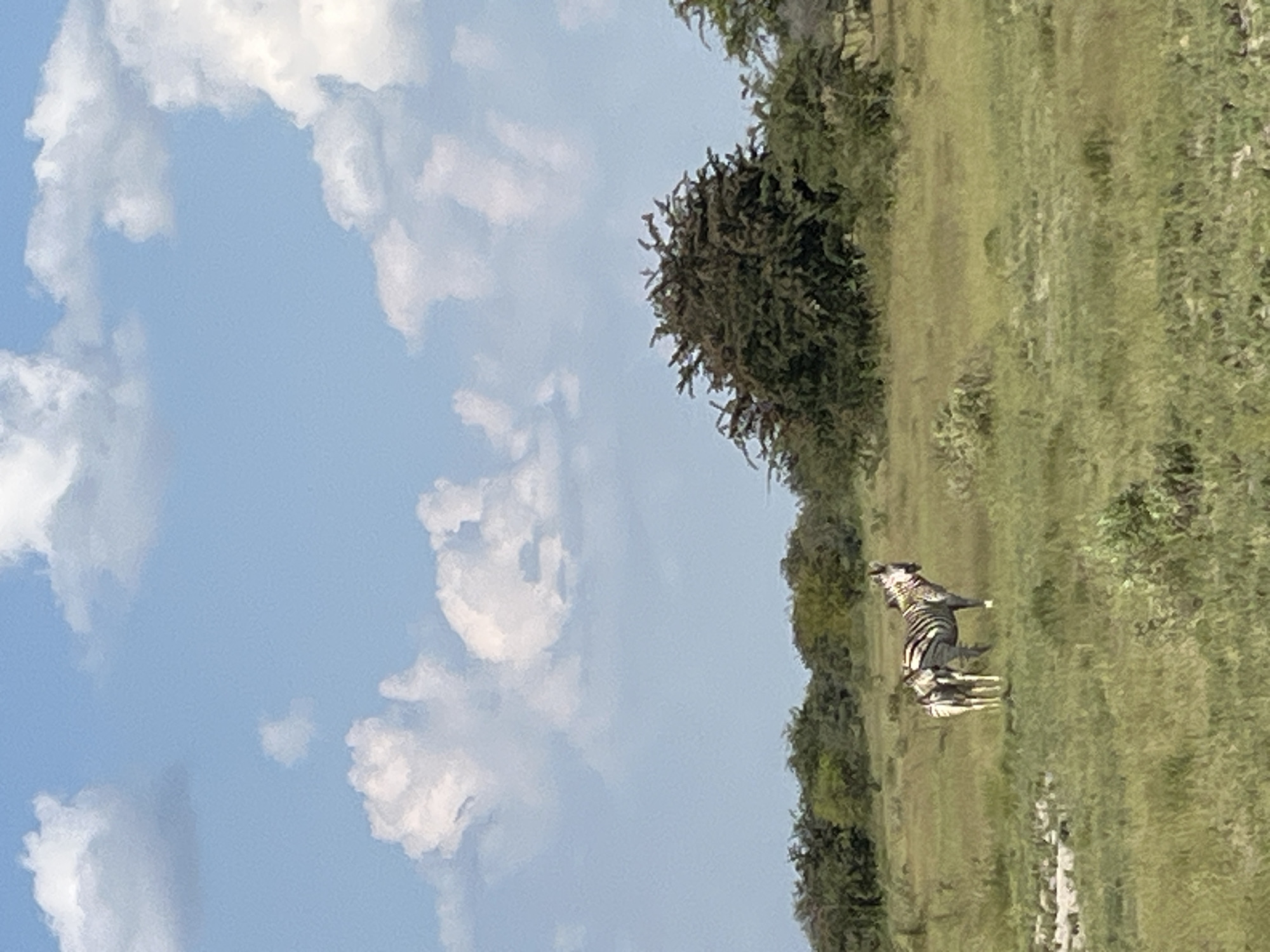 The image depicts two zebras in a grassy field on the outskirts of the city of Gucta, Botswana. One zebra is standing, while the other is lying down. In the background, there are trees and a cloudy sky.