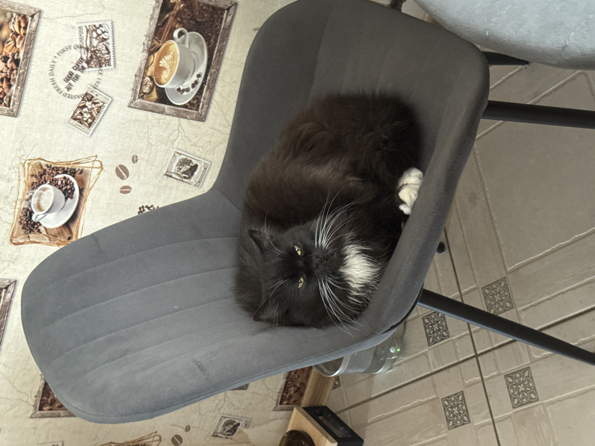 A black and white cat with green eyes is sitting on a grey chair. The cat is curled up and appears to be resting. The chair is placed on a tiled floor. The background features wallpaper with coffee-themed illustrations. The scene is indoors. The specific location in the city of Slonim, Belarus, cannot be determined from the provided image.