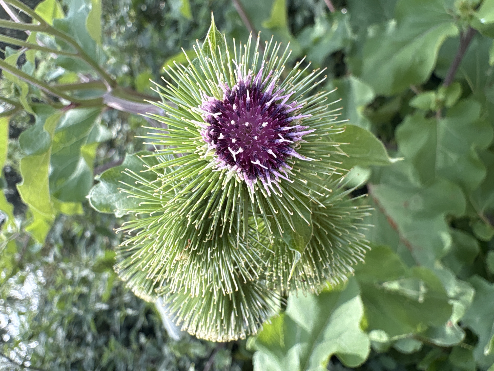 This is a close-up, top-down shot of a thistle flower in bloom. The flower has a vibrant purple center, surrounded by a crown of green, spiky bracts. Each bract is tipped with a delicate, lighter-colored filament, giving the flower a fuzzy halo effect. The flower is positioned in the center of the frame, with its spiky structure extending outwards.
The background is softly blurred, revealing lush green foliage and hints of sunlight dappling through. The leaves are broad and organic, suggesting a natural, outdoor setting. The overall impression is one of natural beauty and the intricate details of a wild plant. There are no people or text visible in the image. The lighting suggests it could be daytime, likely outdoors in a garden or natural environment. The focus is entirely on the flower and its immediate surroundings, highlighting its unique texture and color.