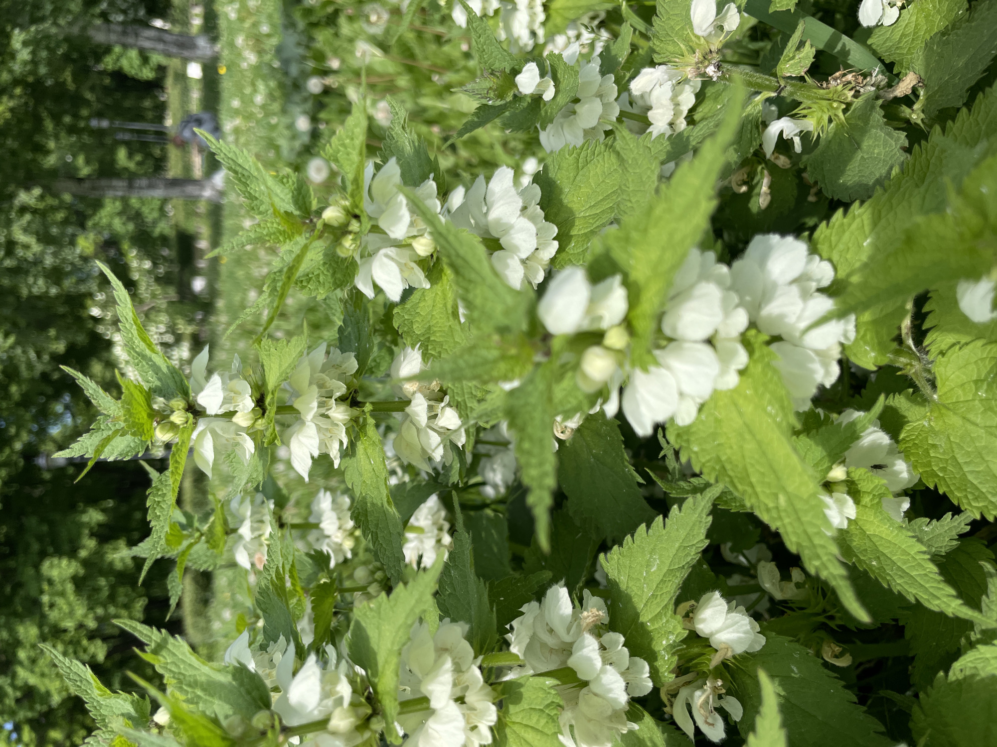 This close-up image, rotated on its side, features a dense patch of White Dead Nettle (Lamium album) plants. The foreground is filled with numerous small, white, tubular flowers and vibrant green, sharply serrated leaves, all in clear focus. The flowers are clustered around the stems, emerging from the leaf axils, with many fully bloomed and others appearing as buds. The leaves exhibit a distinct, textured surface.
In the heavily blurred background, various shades of green foliage indicate the presence of trees or other distant vegetation. A dark, indistinct shape, possibly a fence or railing, is faintly visible through the background blur. The bright illumination suggests it is daytime, with ample sunlight highlighting the plants. No specific activity is taking place. The scene is a static natural landscape, typical of wildflowers or cultivated plants found in a temperate climate like Saint Petersburg, Russia. There is no visible text.