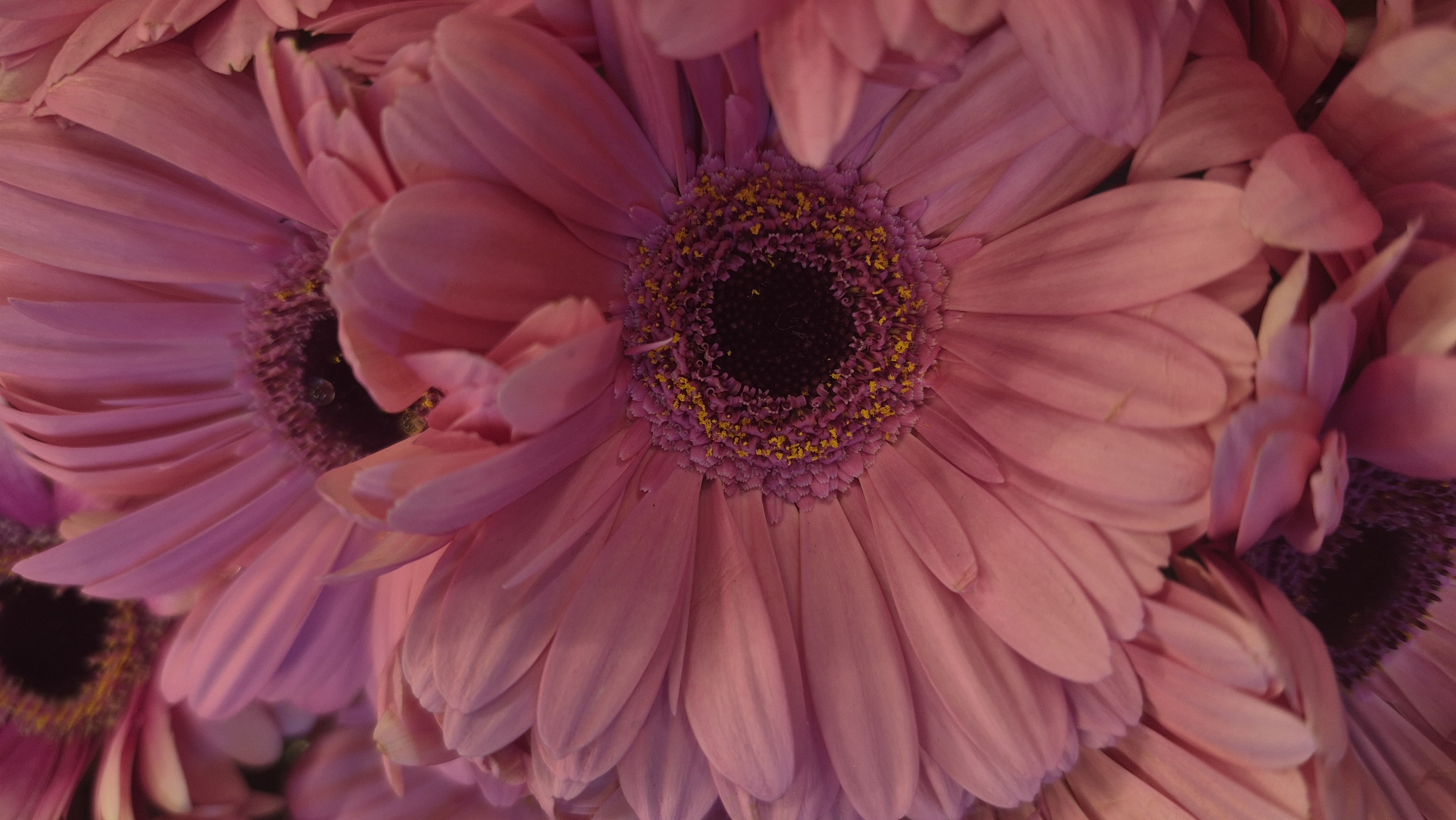 This is a close-up, vertically oriented, low-angle, shallow depth-of-field photograph of a cluster of pink gerbera daisies. The flowers are densely packed, with their petals overlapping and their centers dark and fuzzy with yellow pollen. One flower is more in focus than the others, allowing for greater detail of its petals and stamen. The lighting is soft and diffused, casting a warm glow on the petals. The background is blurred and out of focus, with hints of other pink flowers. There is no indication of the location in Daugavpils, Latvia, or any people or actions.