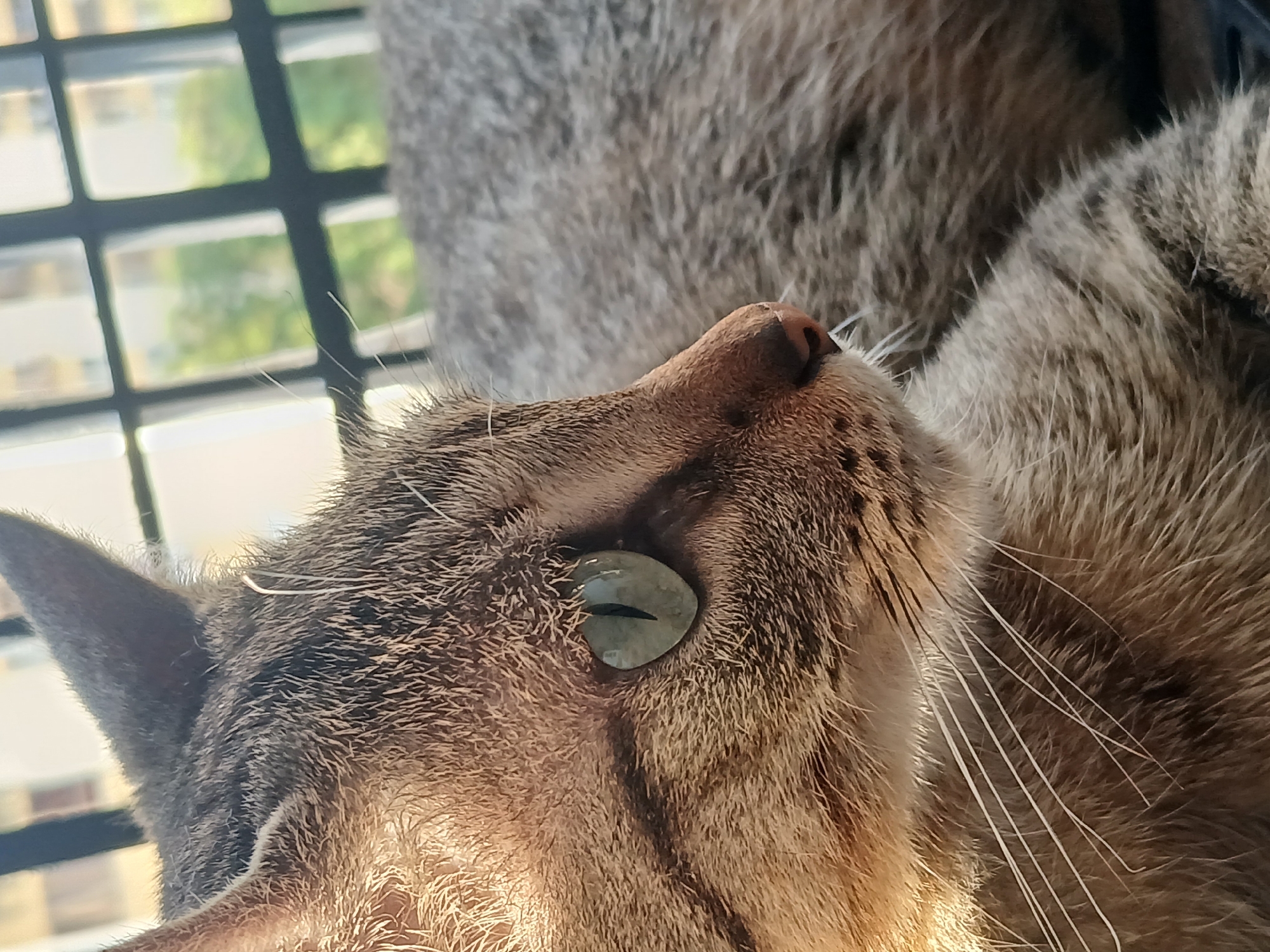 A close-up, upward-angled shot captures the head of a tabby cat resting near a window. The cat's face is positioned in the lower left portion of the frame, looking towards the upper right. Its fur features a mix of brown, grey, and black stripes, with noticeable white whiskers fanning out from its snout. One large, striking eye is clearly visible, with a distinctive greenish-yellow iris and a narrow, vertical black pupil. Part of its ear is also visible on the left side of its head.
The cat appears calm and relaxed, possibly observing something outside. Bright, natural daylight, suggesting a sunny day, illuminates its face, creating highlights on its fur and a strong glint in its eye. The background, out of focus, reveals a dark, grid-like structure, likely window bars or a screen. Beyond this grid, blurred shapes of green foliage and light-colored buildings are discernible, hinting at an urban or suburban outdoor setting. Part of the cat's body, covered in similar patterned fur, is visible in the upper right, out of focus. There is no visible text in the image. The provided location context for this scene is Ciudad Guayana, Venezuela.